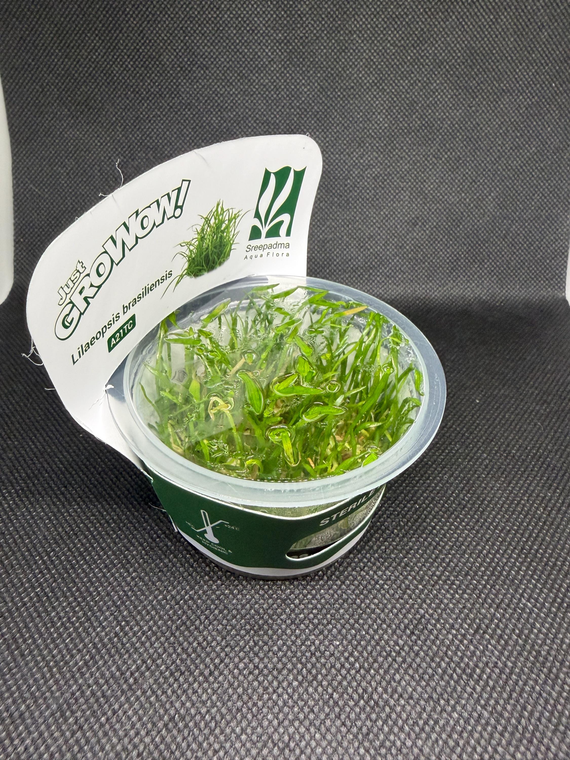 Lilaeopsis brasiliensis – Tissue Culture Aquarium Plant | Midground | Live Aquascape Cup | MoarPlants