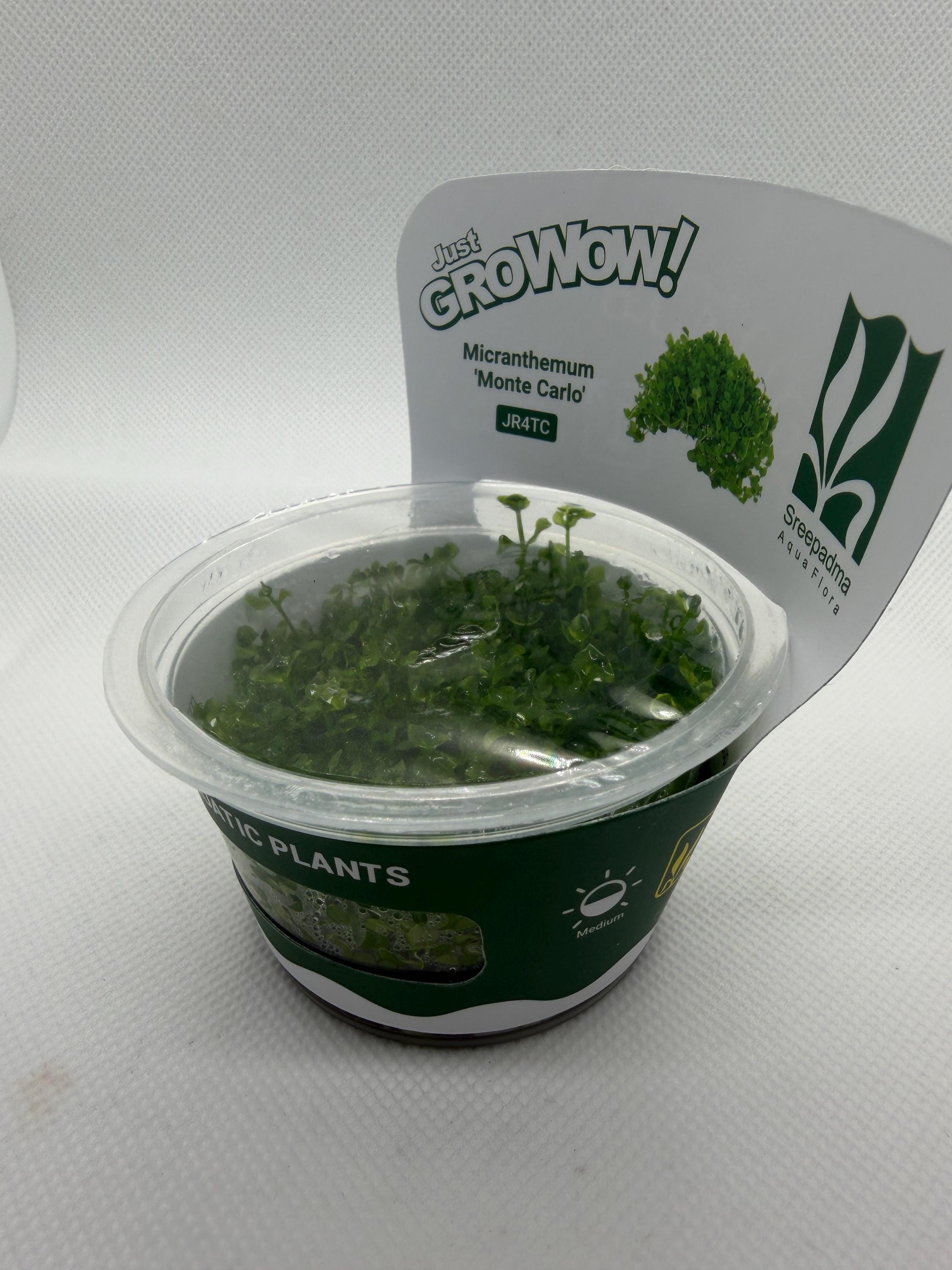 Micranthemum ‘Monte Carlo’ – Tissue Culture Aquarium Plant | Foreground Carpet | Live Aquascape Cup | MoarPlants