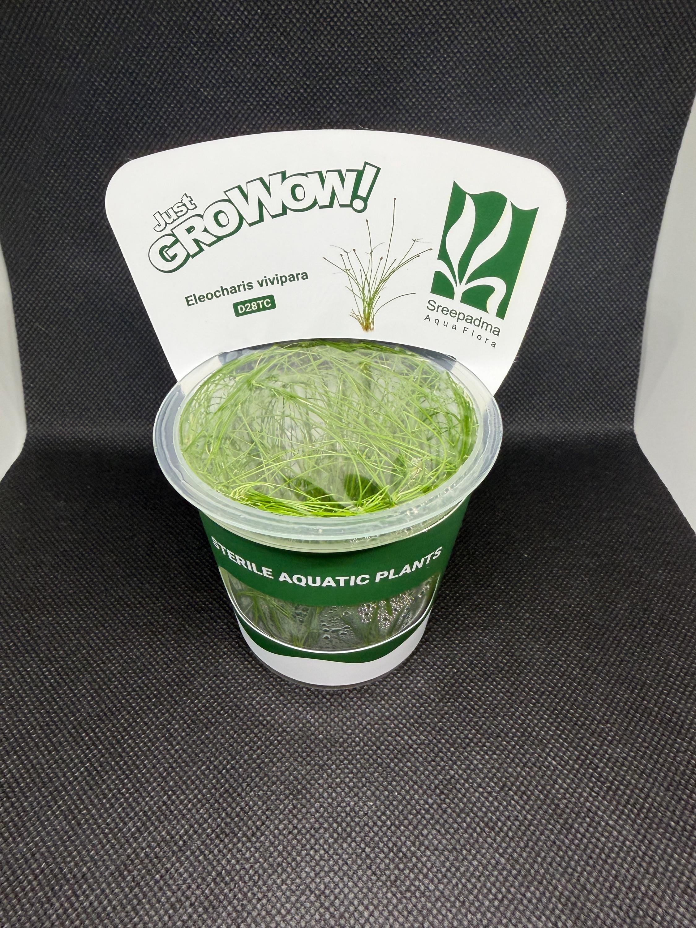 Eleocharis vivipara – Tissue Culture Aquarium Plant | Foreground | Live Aquascape Cup | MoarPlants