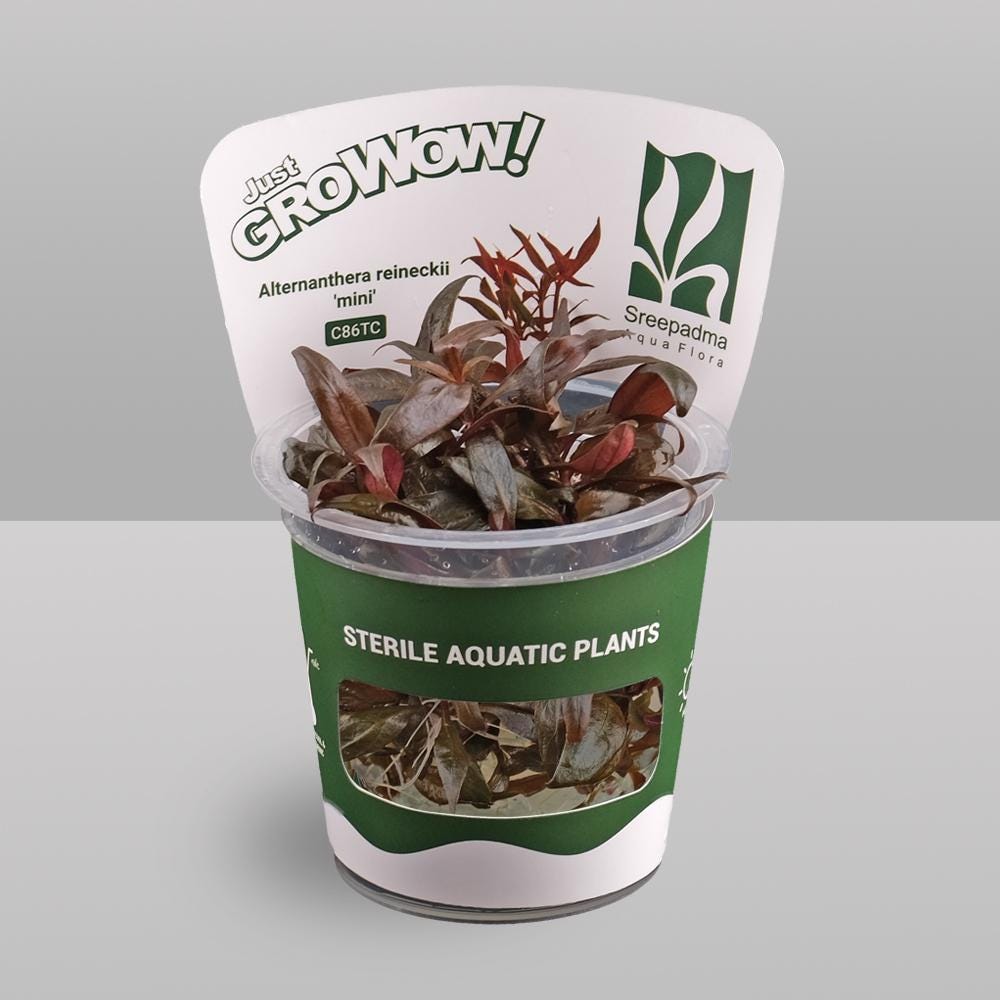 Alternanthera reineckii 'Mini' – Tissue Culture Aquarium Plant | Background (stem) | Live Aquascape Cup | MoarPlants