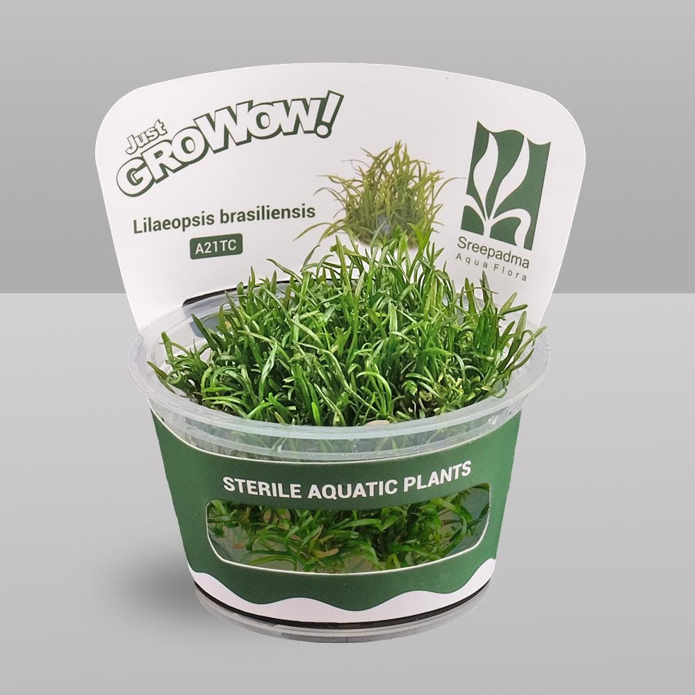 Lilaeopsis brasiliensis – Tissue Culture Aquarium Plant | Midground | Live Aquascape Cup | MoarPlants