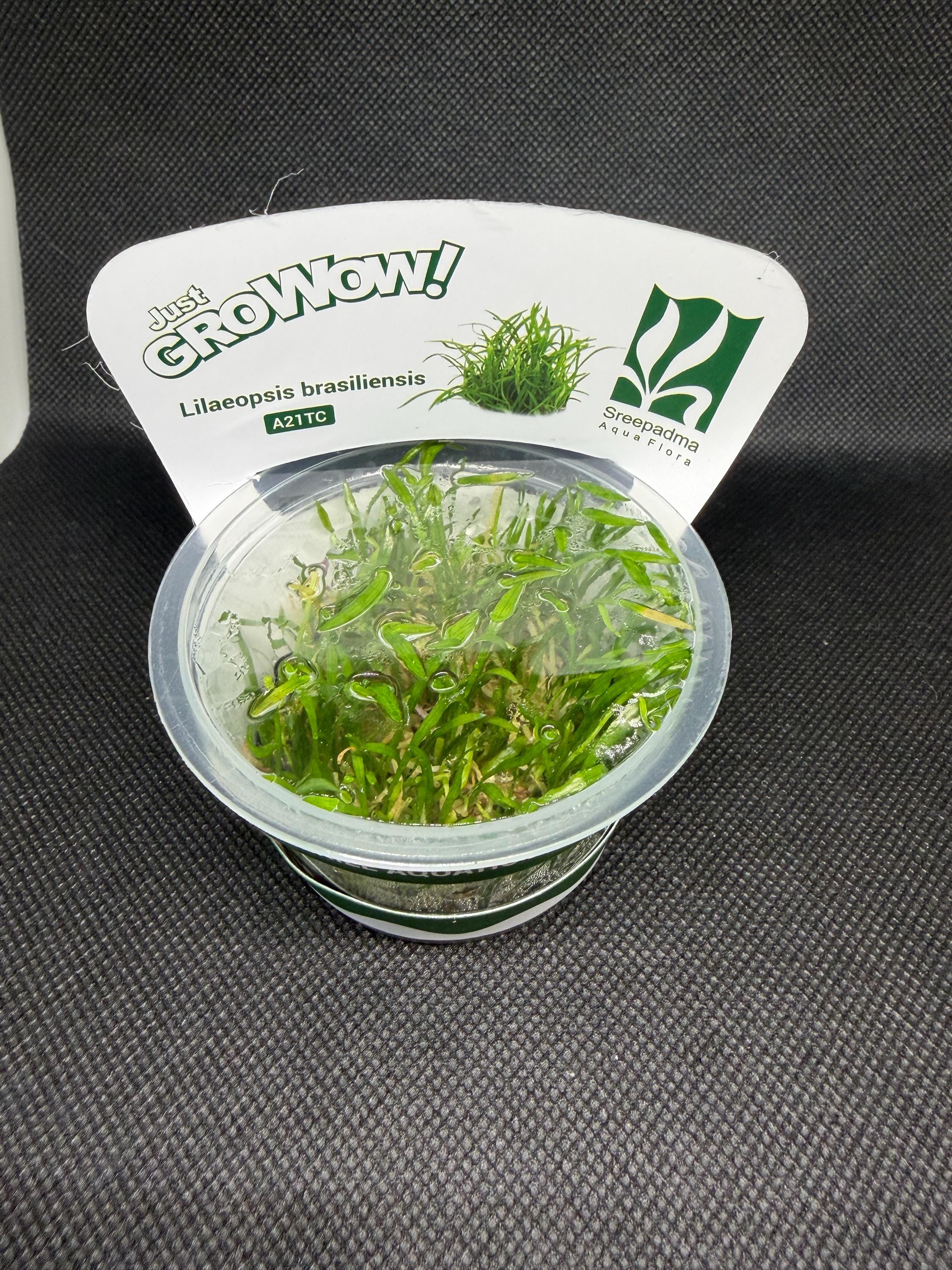 Lilaeopsis brasiliensis – Tissue Culture Aquarium Plant | Midground | Live Aquascape Cup | MoarPlants