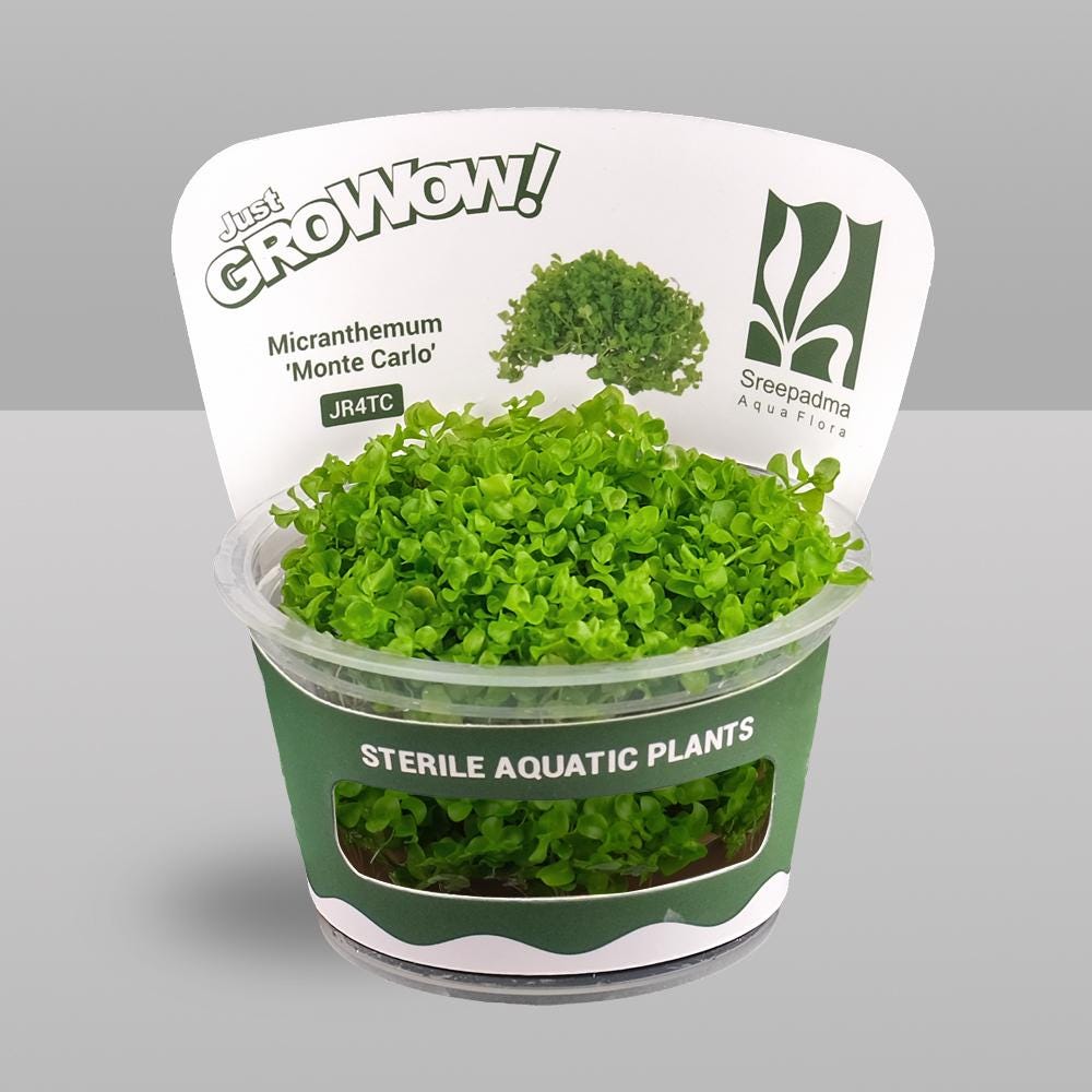 Micranthemum ‘Monte Carlo’ – Tissue Culture Aquarium Plant | Foreground Carpet | Live Aquascape Cup | MoarPlants