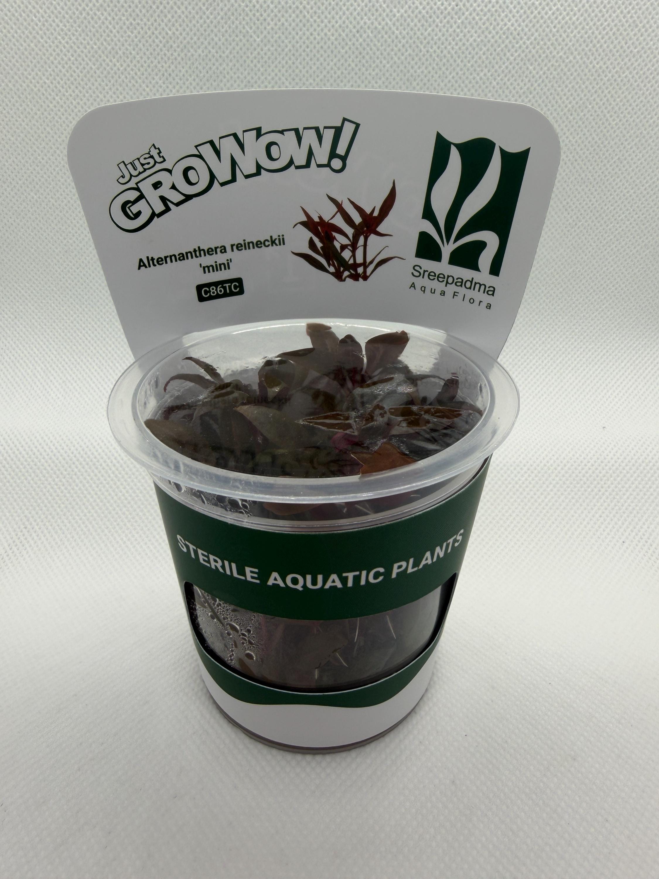 Alternanthera reineckii 'Mini' – Tissue Culture Aquarium Plant | Background (stem) | Live Aquascape Cup | MoarPlants