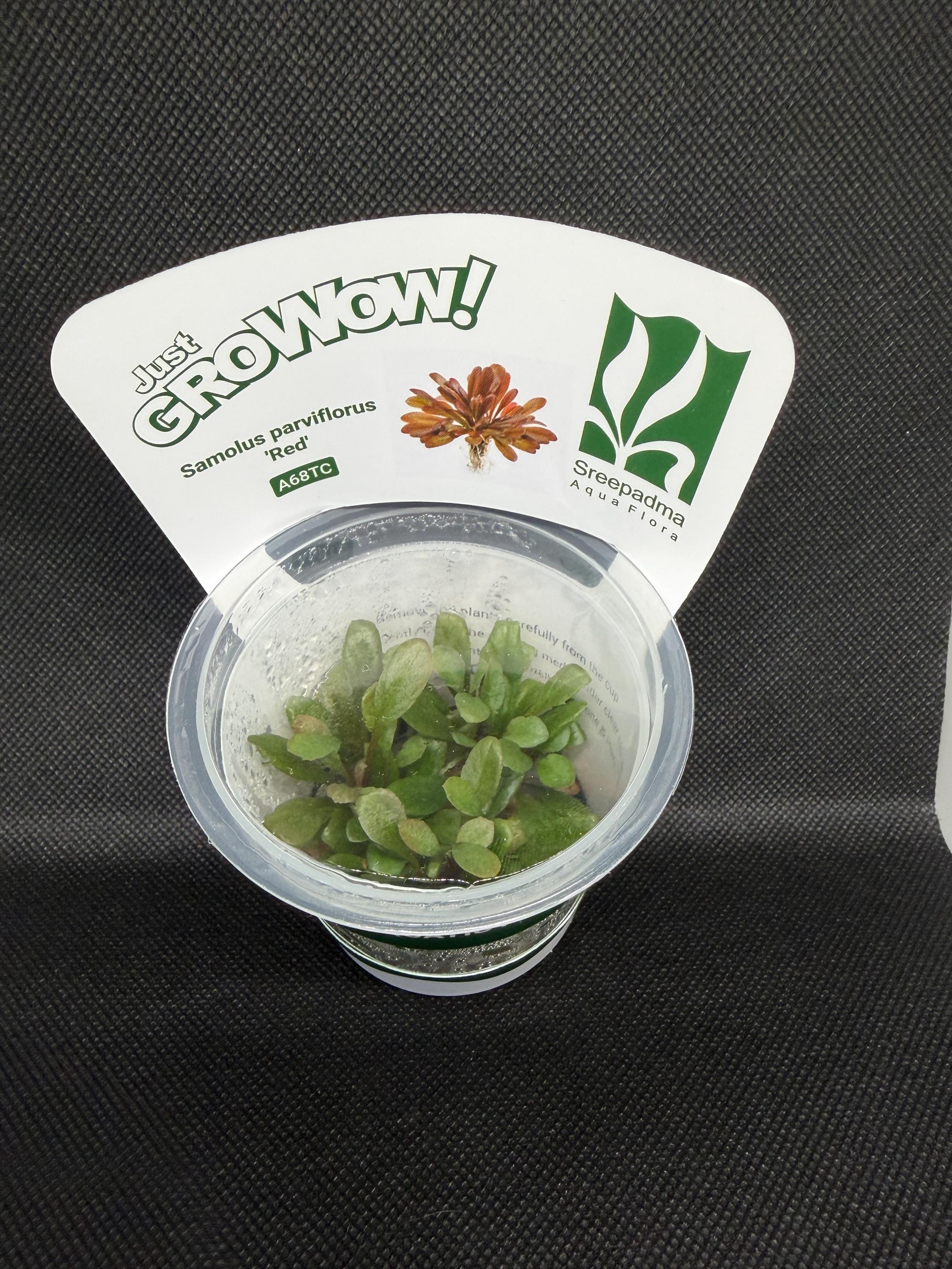 Samolus parviflorus – Tissue Culture Aquarium Plant | Midground | Live Aquascape Cup | MoarPlants
