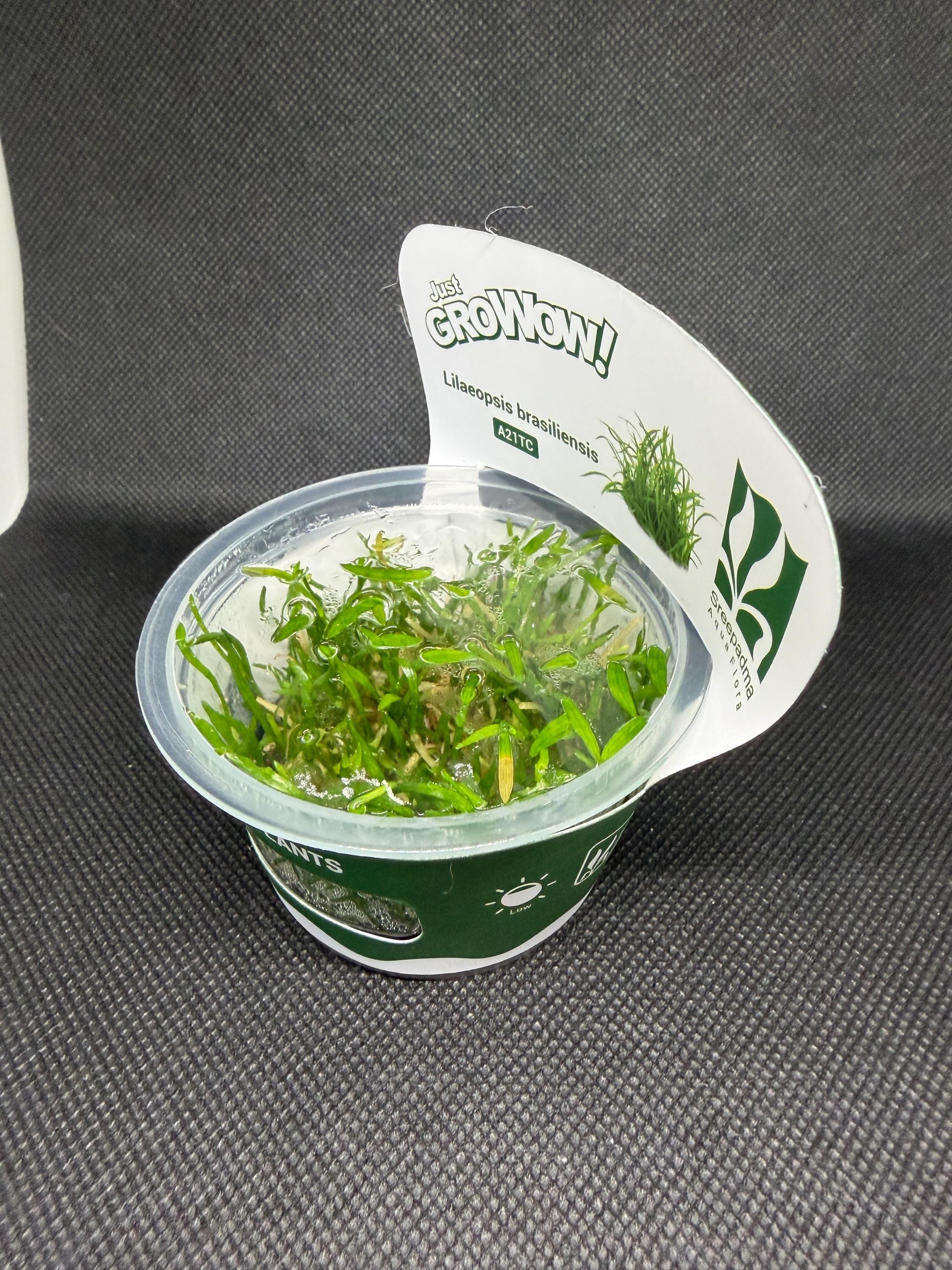 Lilaeopsis brasiliensis – Tissue Culture Aquarium Plant | Midground | Live Aquascape Cup | MoarPlants