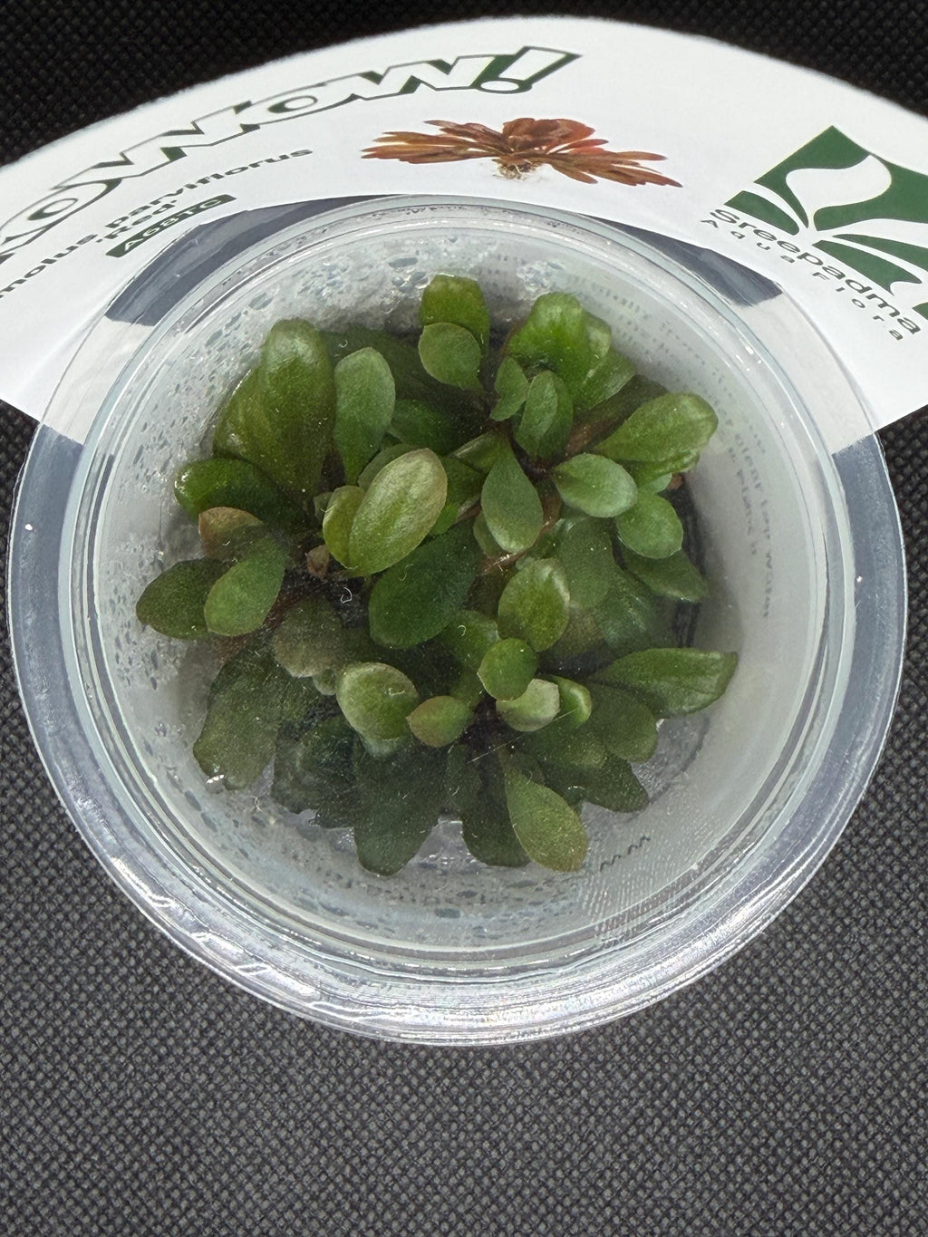 Samolus parviflorus – Tissue Culture Aquarium Plant | Midground | Live Aquascape Cup | MoarPlants