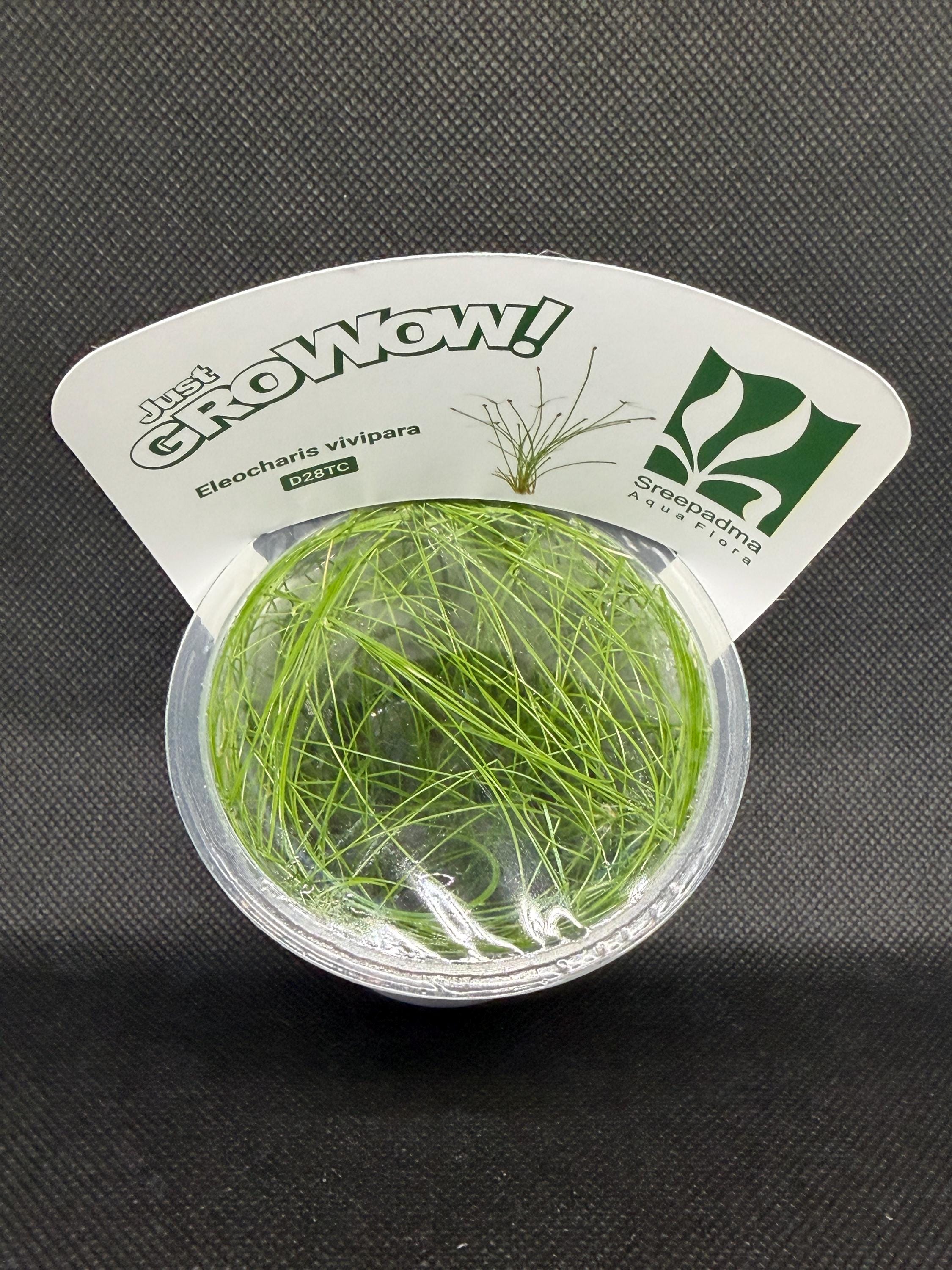 Eleocharis vivipara – Tissue Culture Aquarium Plant | Foreground | Live Aquascape Cup | MoarPlants