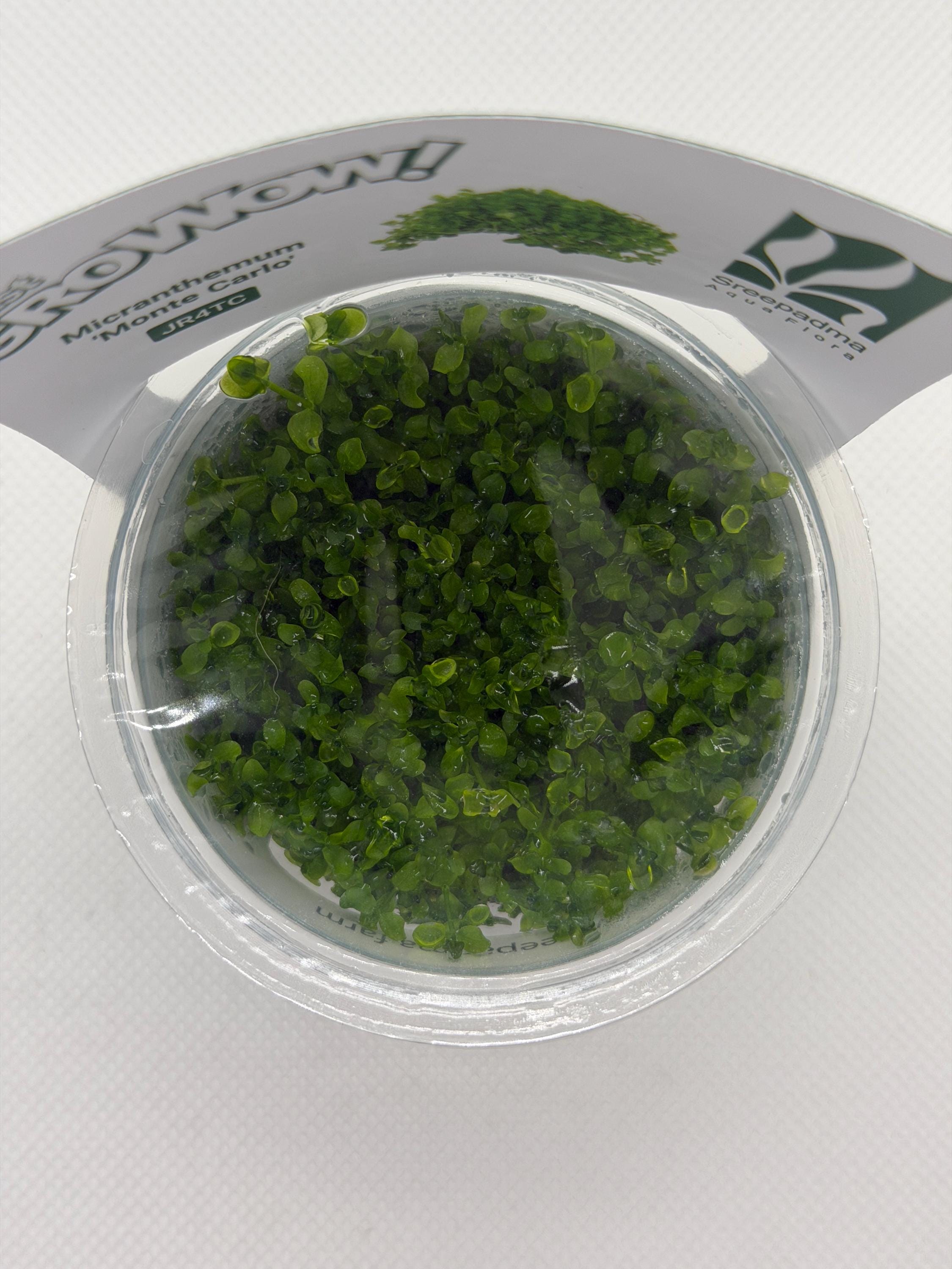 Micranthemum ‘Monte Carlo’ – Tissue Culture Aquarium Plant | Foreground Carpet | Live Aquascape Cup | MoarPlants