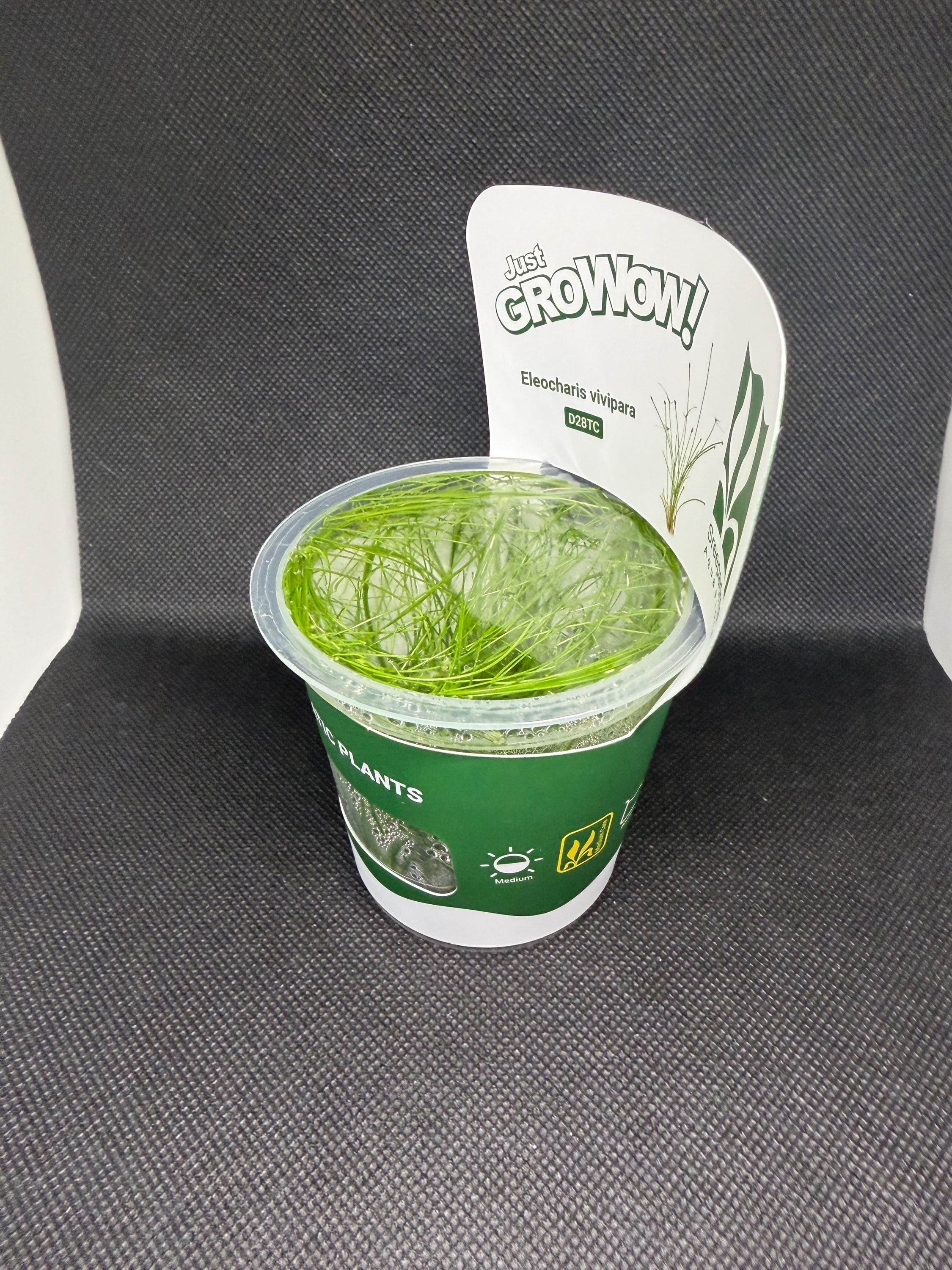 Eleocharis vivipara – Tissue Culture Aquarium Plant | Foreground | Live Aquascape Cup | MoarPlants