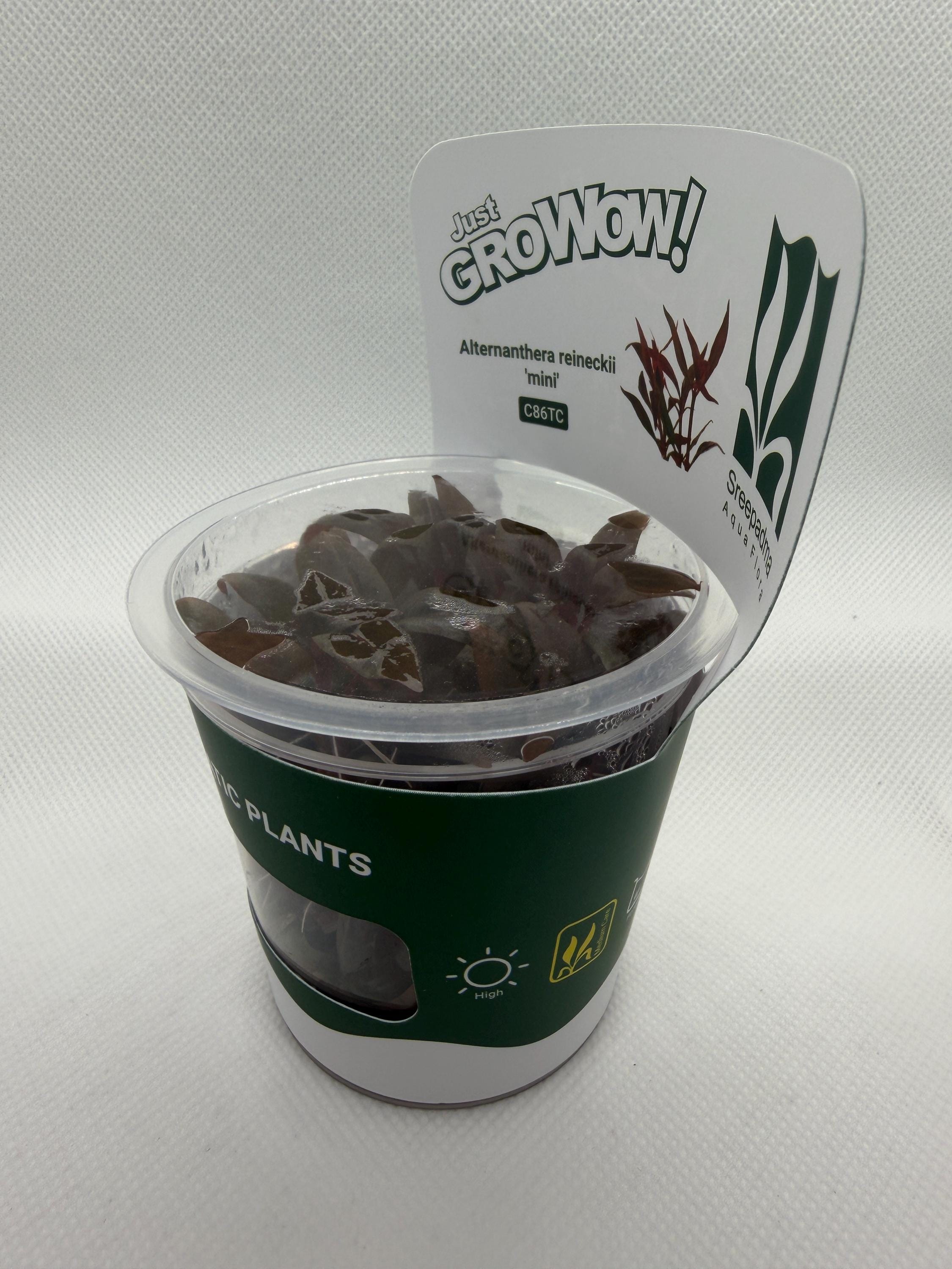 Alternanthera reineckii 'Mini' – Tissue Culture Aquarium Plant | Background (stem) | Live Aquascape Cup | MoarPlants