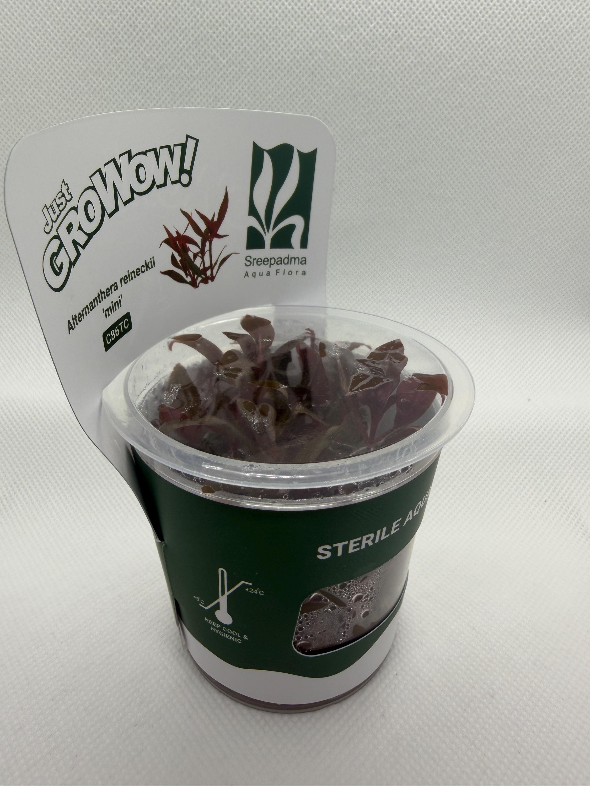 Alternanthera reineckii 'Mini' – Tissue Culture Aquarium Plant | Background (stem) | Live Aquascape Cup | MoarPlants