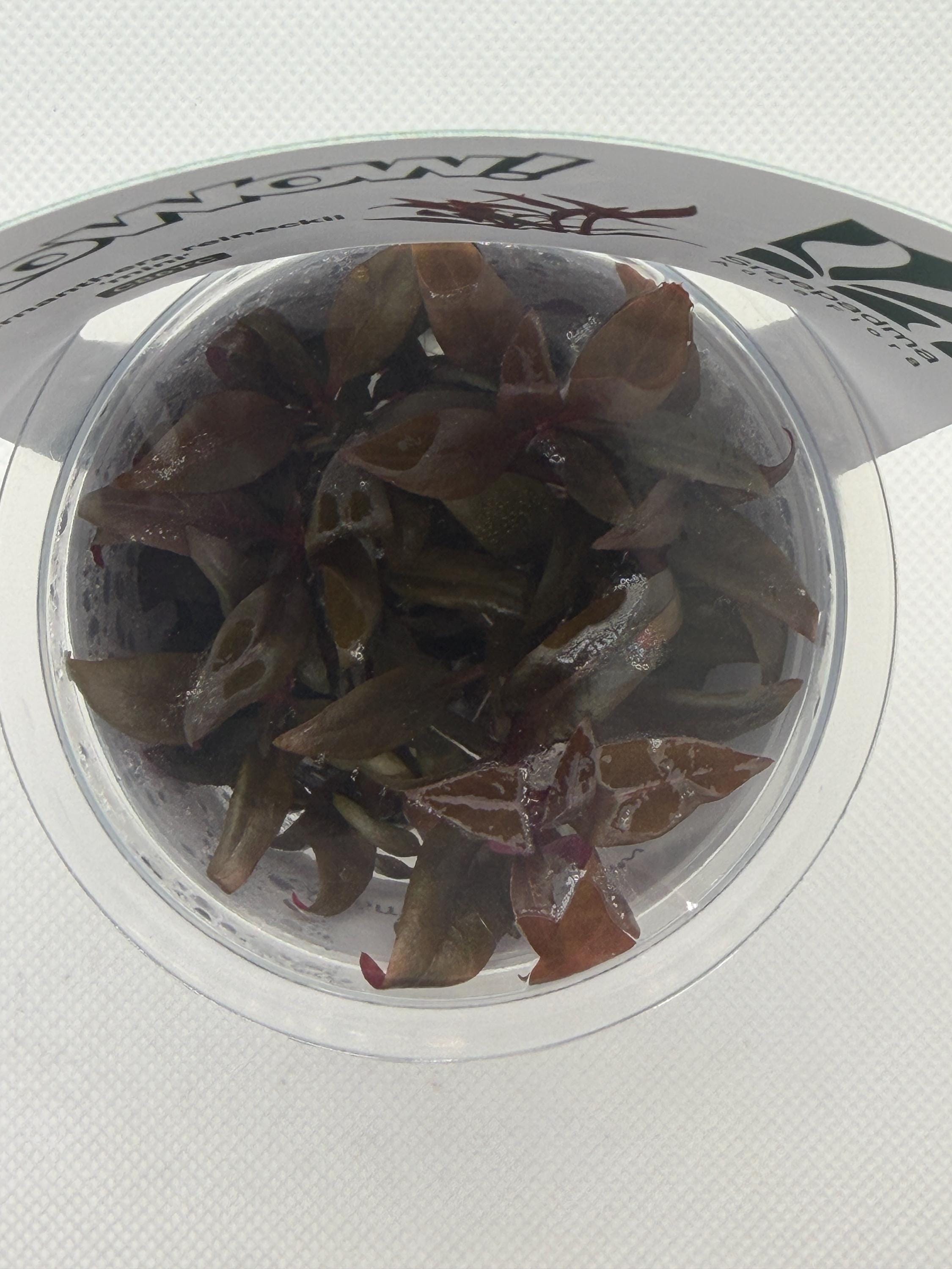 Alternanthera reineckii 'Mini' – Tissue Culture Aquarium Plant | Background (stem) | Live Aquascape Cup | MoarPlants