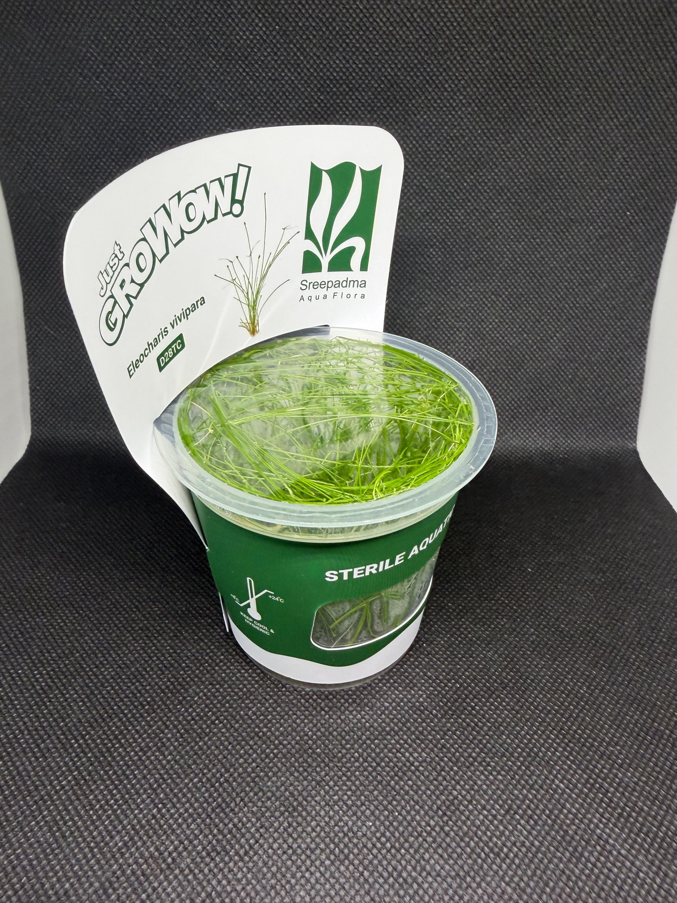 Eleocharis vivipara – Tissue Culture Aquarium Plant | Foreground | Live Aquascape Cup | MoarPlants