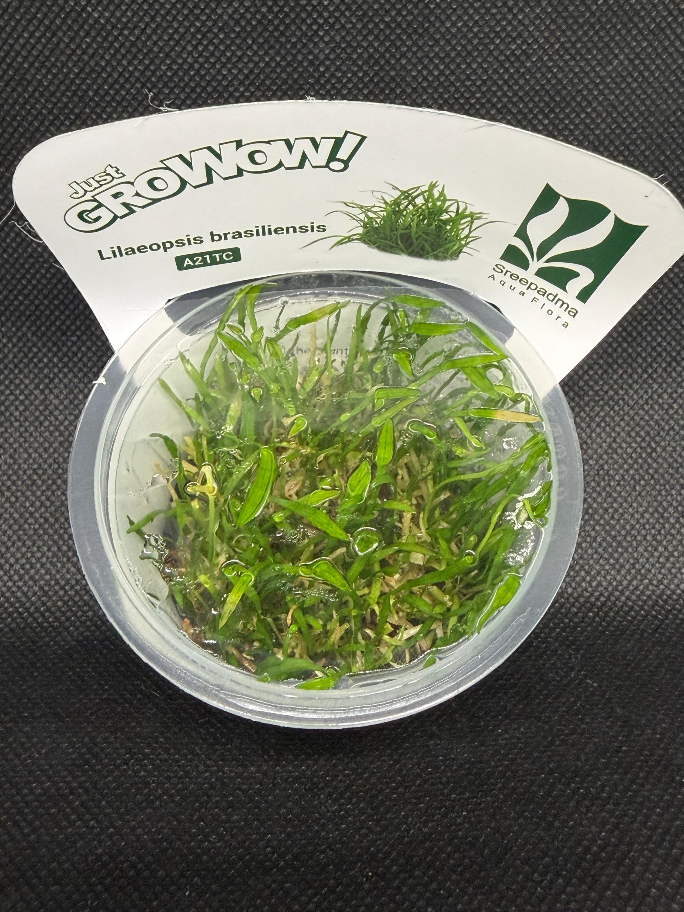 Lilaeopsis brasiliensis – Tissue Culture Aquarium Plant | Midground | Live Aquascape Cup | MoarPlants