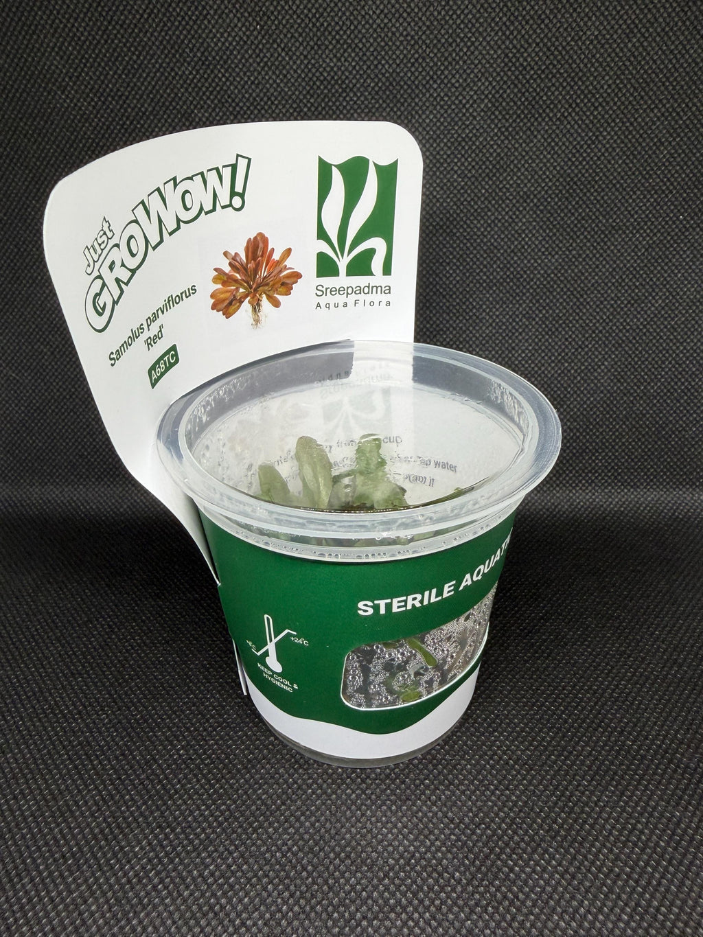 Samolus parviflorus – Tissue Culture Aquarium Plant | Midground | Live Aquascape Cup | MoarPlants