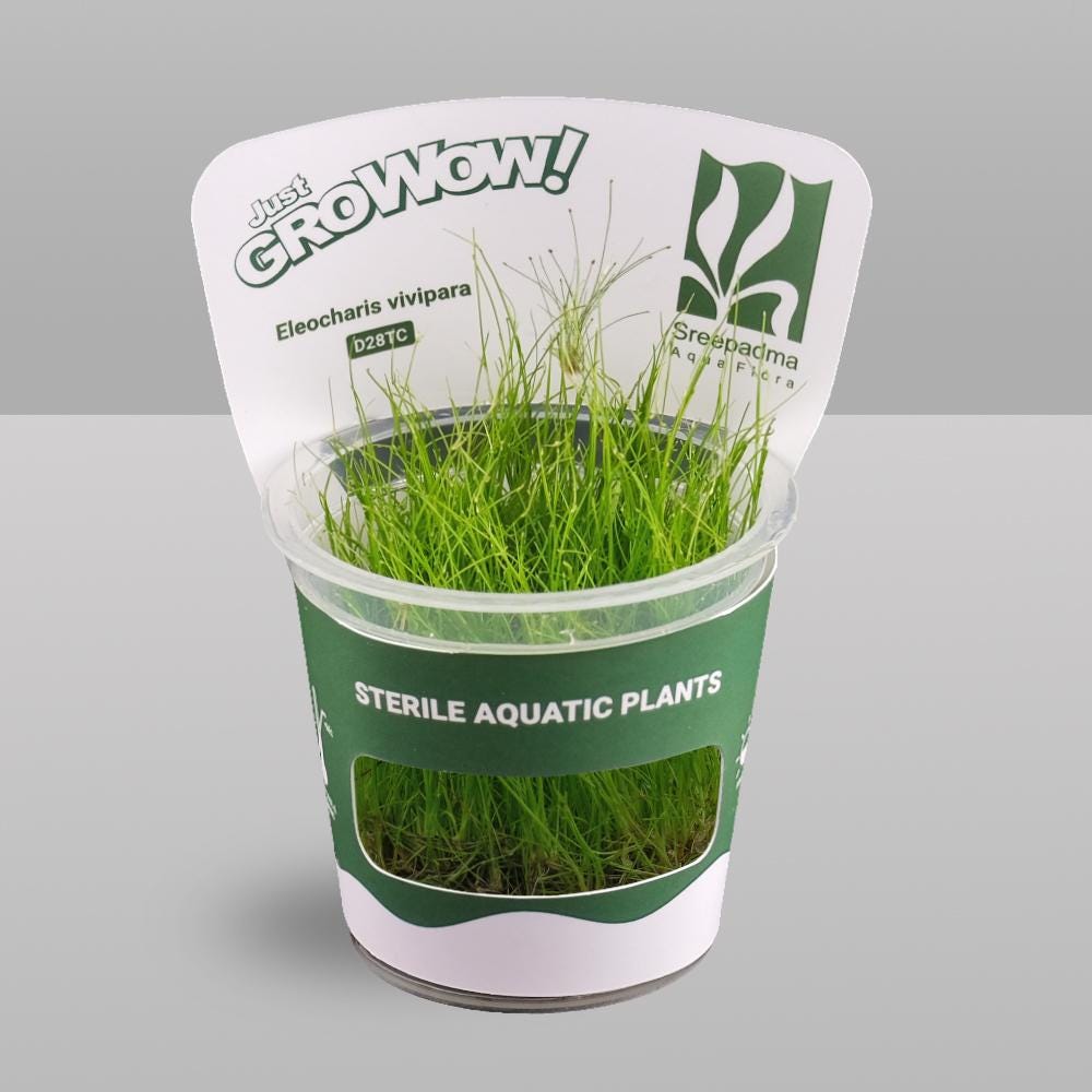 Eleocharis vivipara – Tissue Culture Aquarium Plant | Foreground | Live Aquascape Cup | MoarPlants