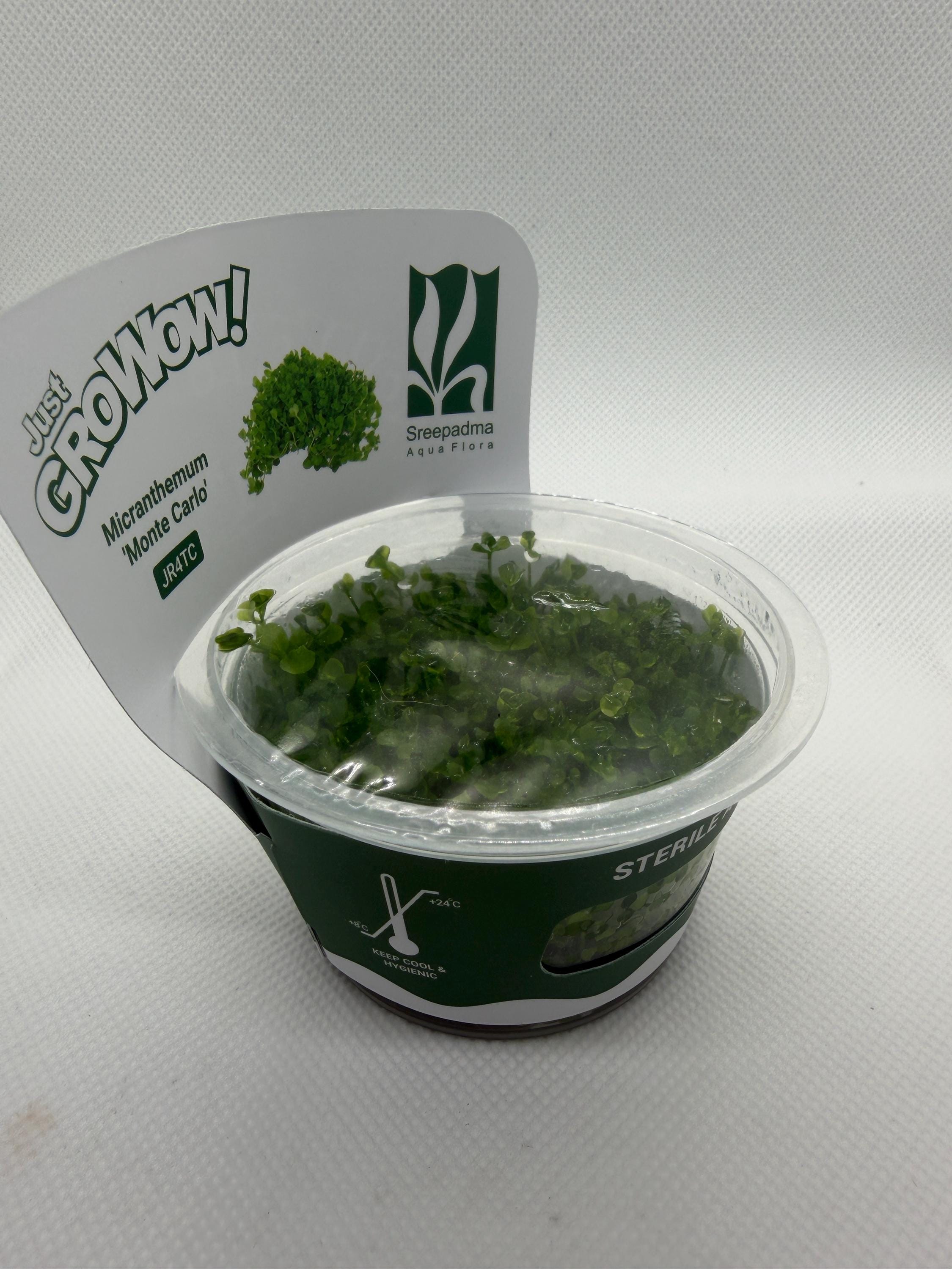 Micranthemum ‘Monte Carlo’ – Tissue Culture Aquarium Plant | Foreground Carpet | Live Aquascape Cup | MoarPlants