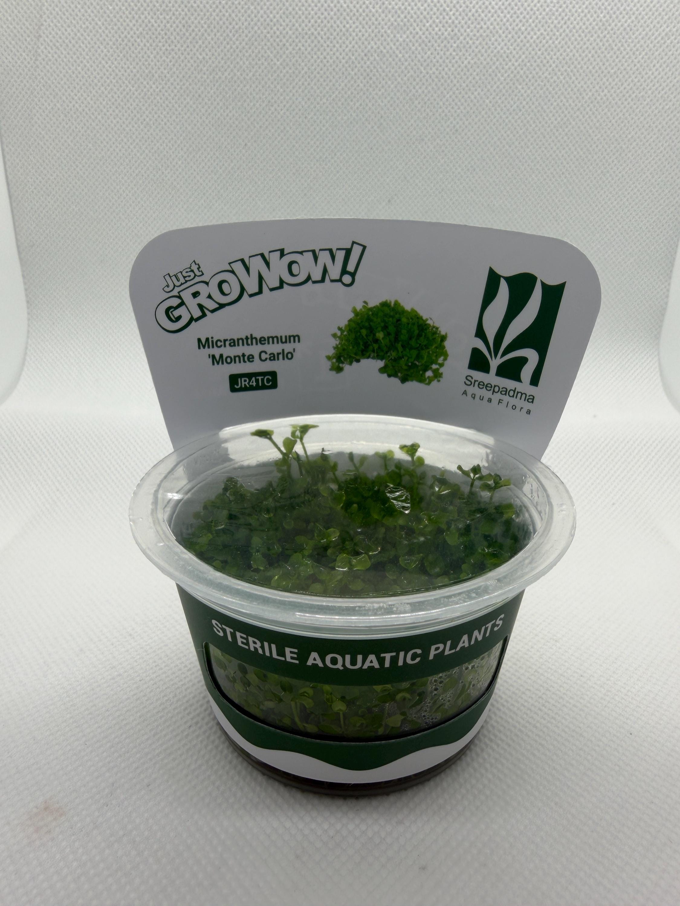 Micranthemum ‘Monte Carlo’ – Tissue Culture Aquarium Plant | Foreground Carpet | Live Aquascape Cup | MoarPlants