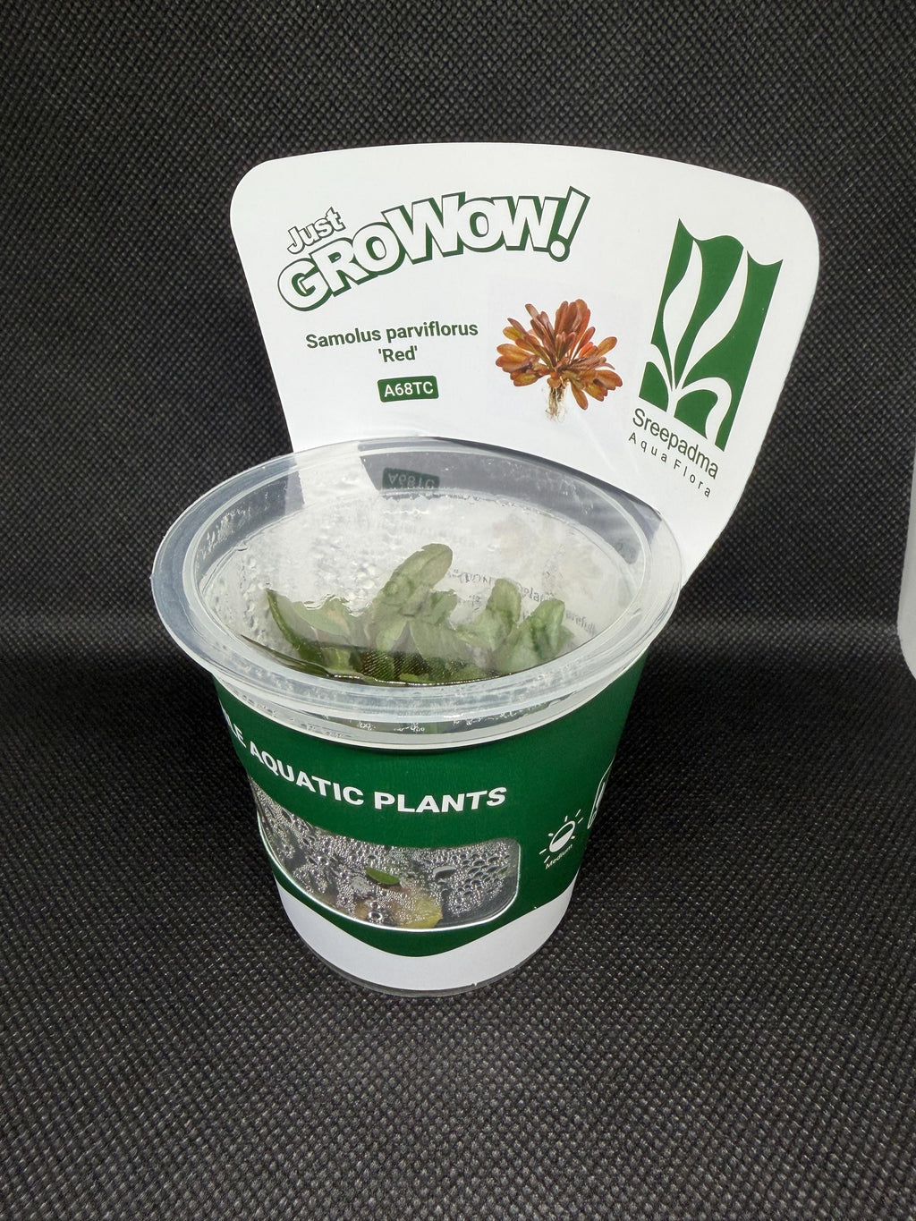 Samolus parviflorus – Tissue Culture Aquarium Plant | Midground | Live Aquascape Cup | MoarPlants