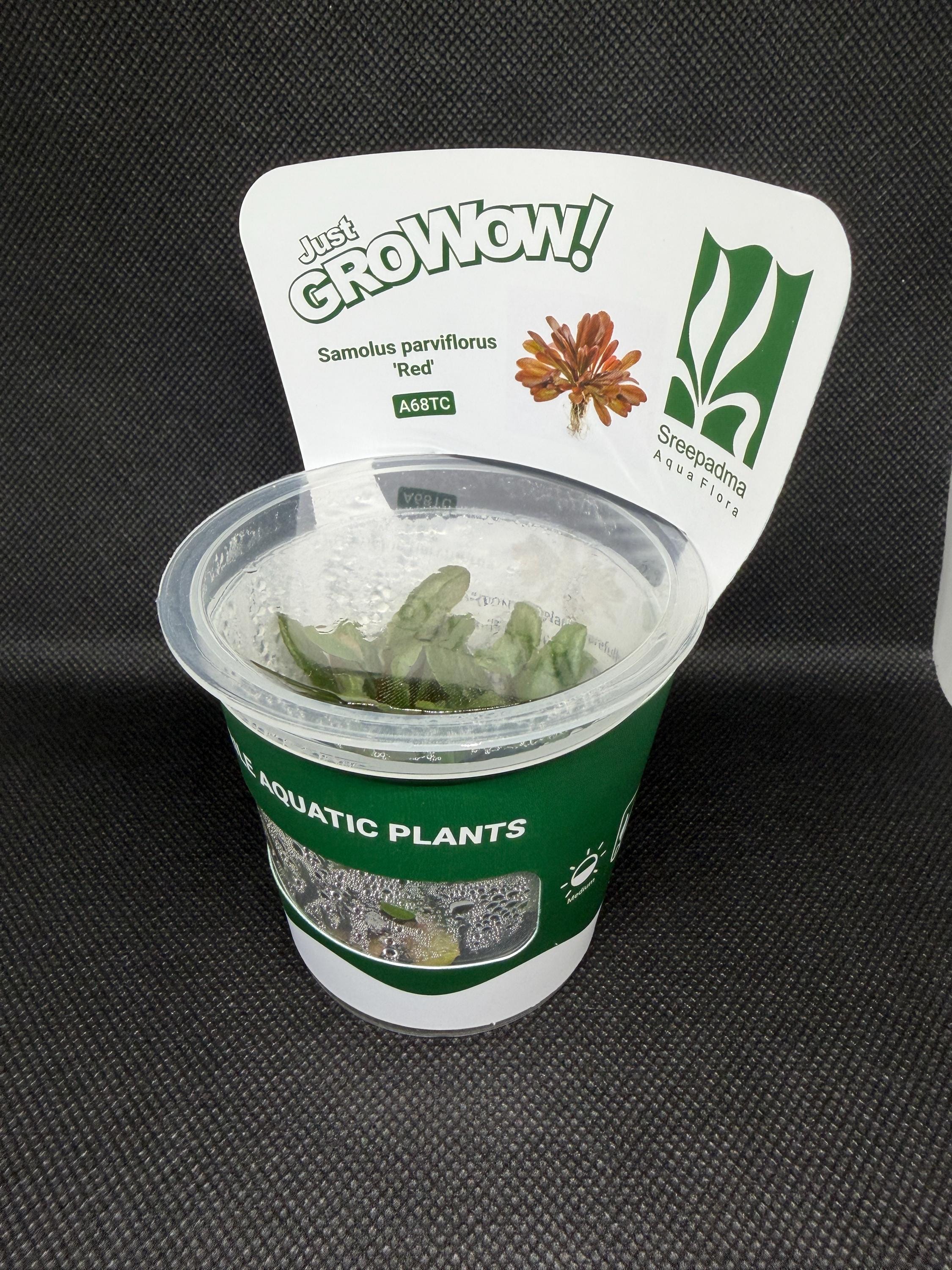Samolus parviflorus – Tissue Culture Aquarium Plant | Midground | Live Aquascape Cup | MoarPlants