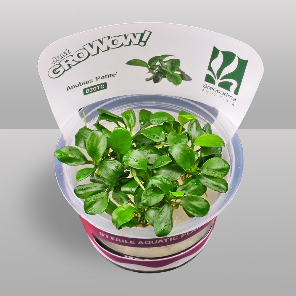 Anubias Barteri 'Petite' | Sterile Tissue Culture Aquarium Plant