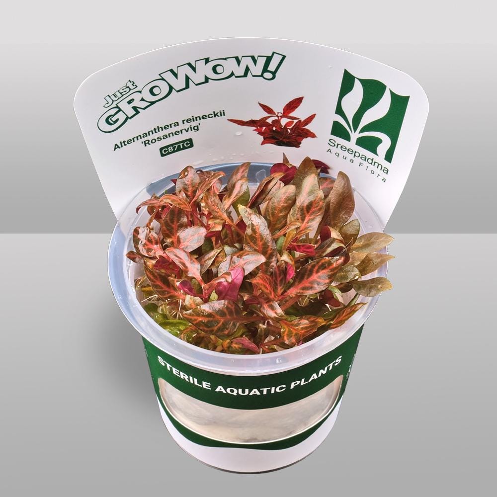Alternanthera reineckii 'Rosanervig' – Tissue Culture Aquarium Plant | Background (stem) | Live Aquascape Cup | MoarPlants