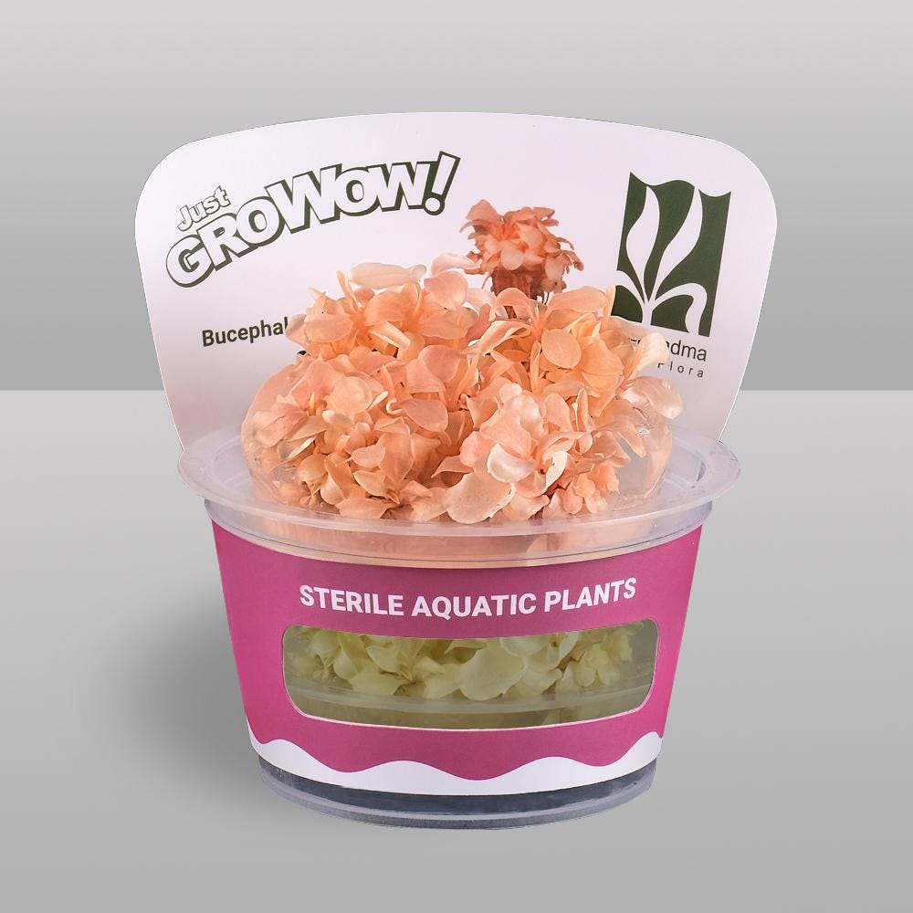 Bucephalandra sp. 'White' – Tissue Culture Aquarium Plant | Rare | Mid | Live Aquascape Cup | MoarPlants