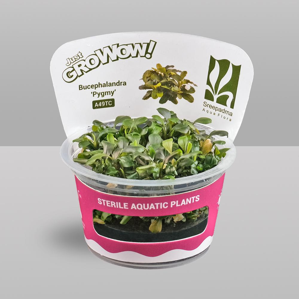 Bucephalandra 'Pygmy' – Tissue Culture Aquarium Plant | Mid | Live Aquascape Cup | MoarPlants