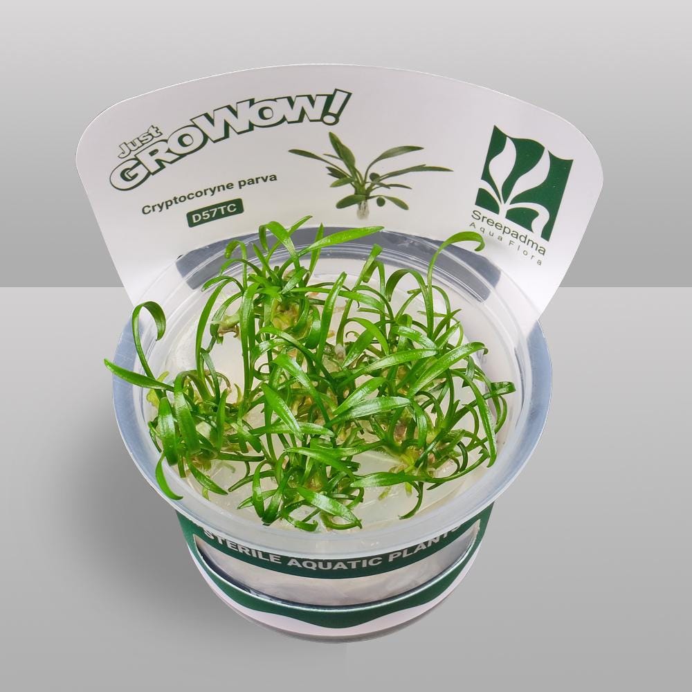 Cryptocoryne parva – Tissue Culture Aquarium Plant | Midground | Live Aquascape Cup | MoarPlants