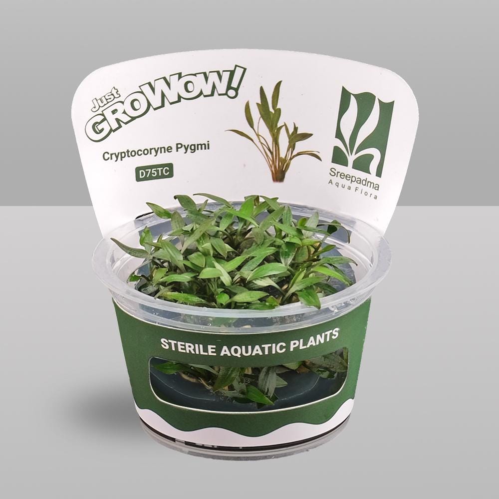 Cryptocoryne pygmi – Tissue Culture Aquarium Plant | Midground | Live Aquascape Cup | MoarPlants