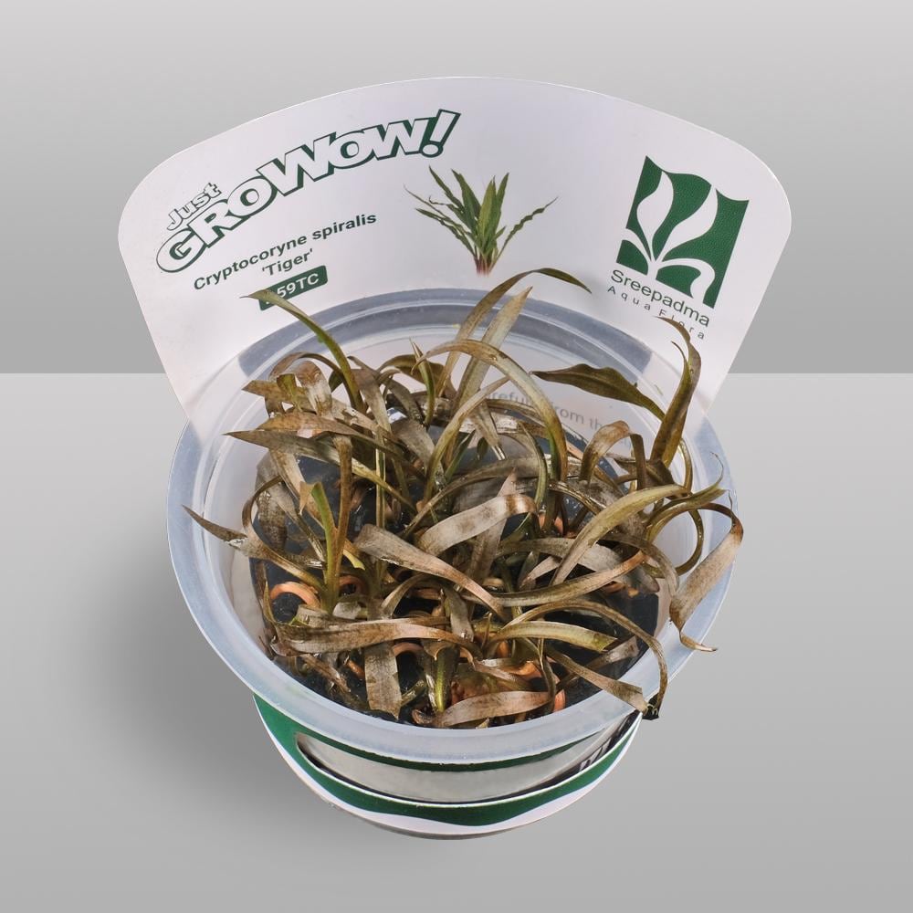 Cryptocoryne spiralis 'Tiger' – Tissue Culture Aquarium Plant | Midground | Live Aquascape Cup | MoarPlants
