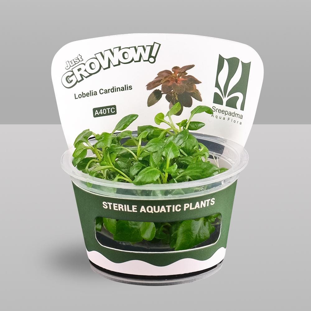 Lobelia cardinalis – Tissue Culture Aquarium Plant | Midground | Live Aquascape Cup | MoarPlants