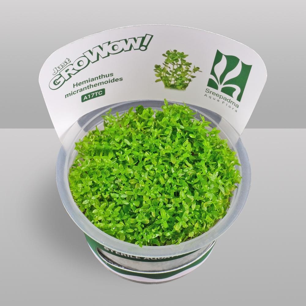 Micranthemum micranthemoides (Hemianthus micranthemoides) – Tissue Culture Aquarium Plant | Foreground | Live Aquascape Cup | MoarPlants