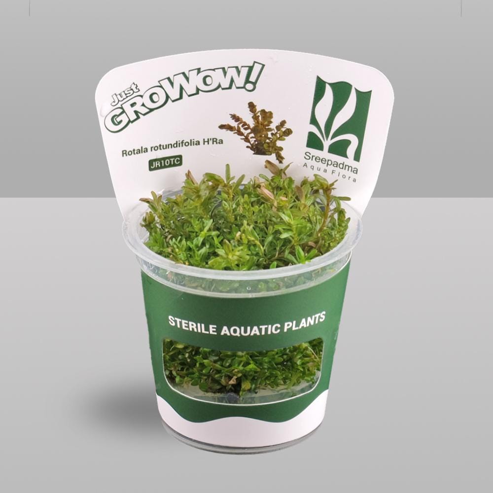 Rotala rotundifolia 'HRA' – Tissue Culture Aquarium Plant | Background (stem) | Live Aquascape Cup | MoarPlants