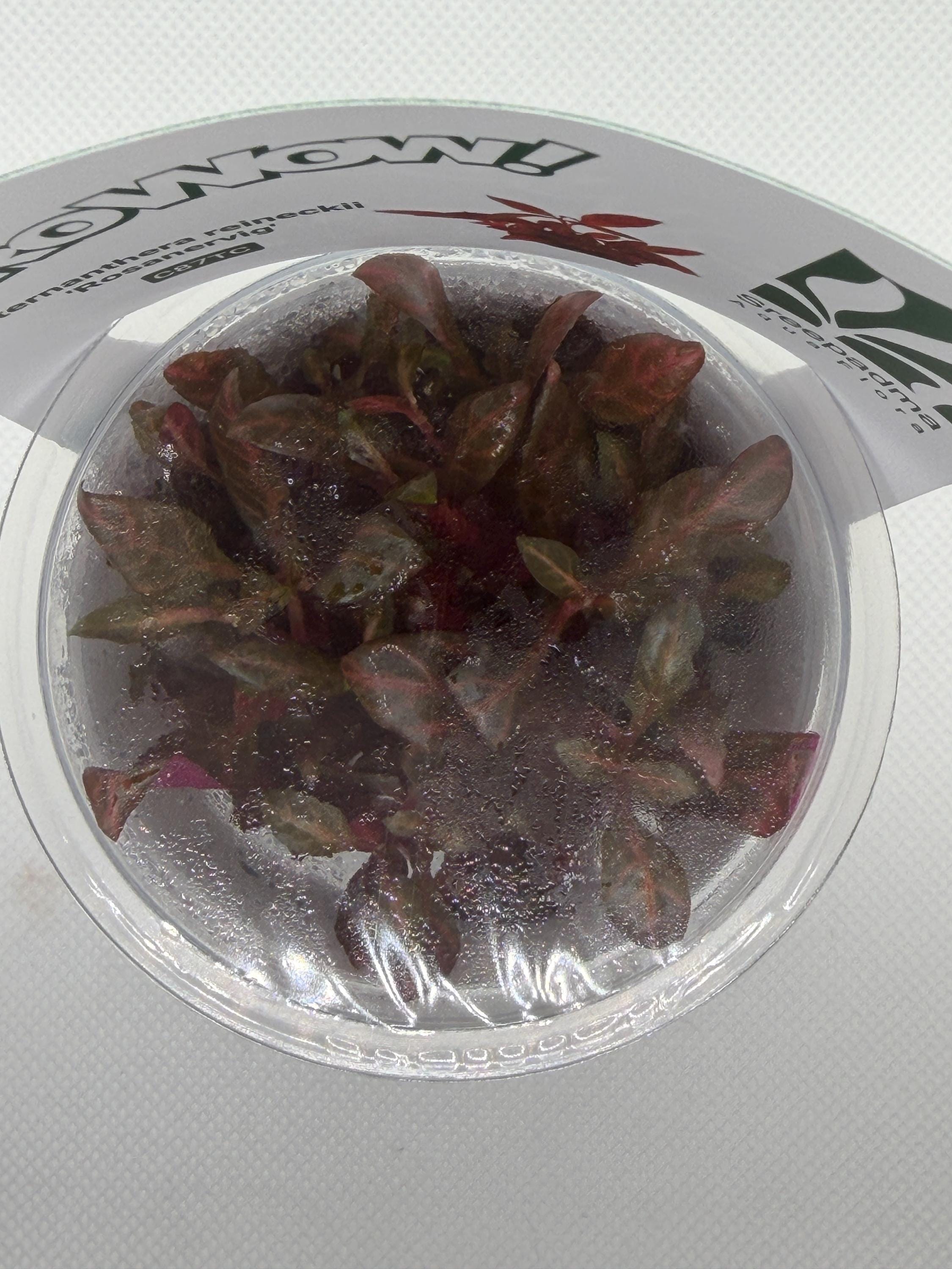 Alternanthera reineckii 'Rosanervig' – Tissue Culture Aquarium Plant | Background (stem) | Live Aquascape Cup | MoarPlants