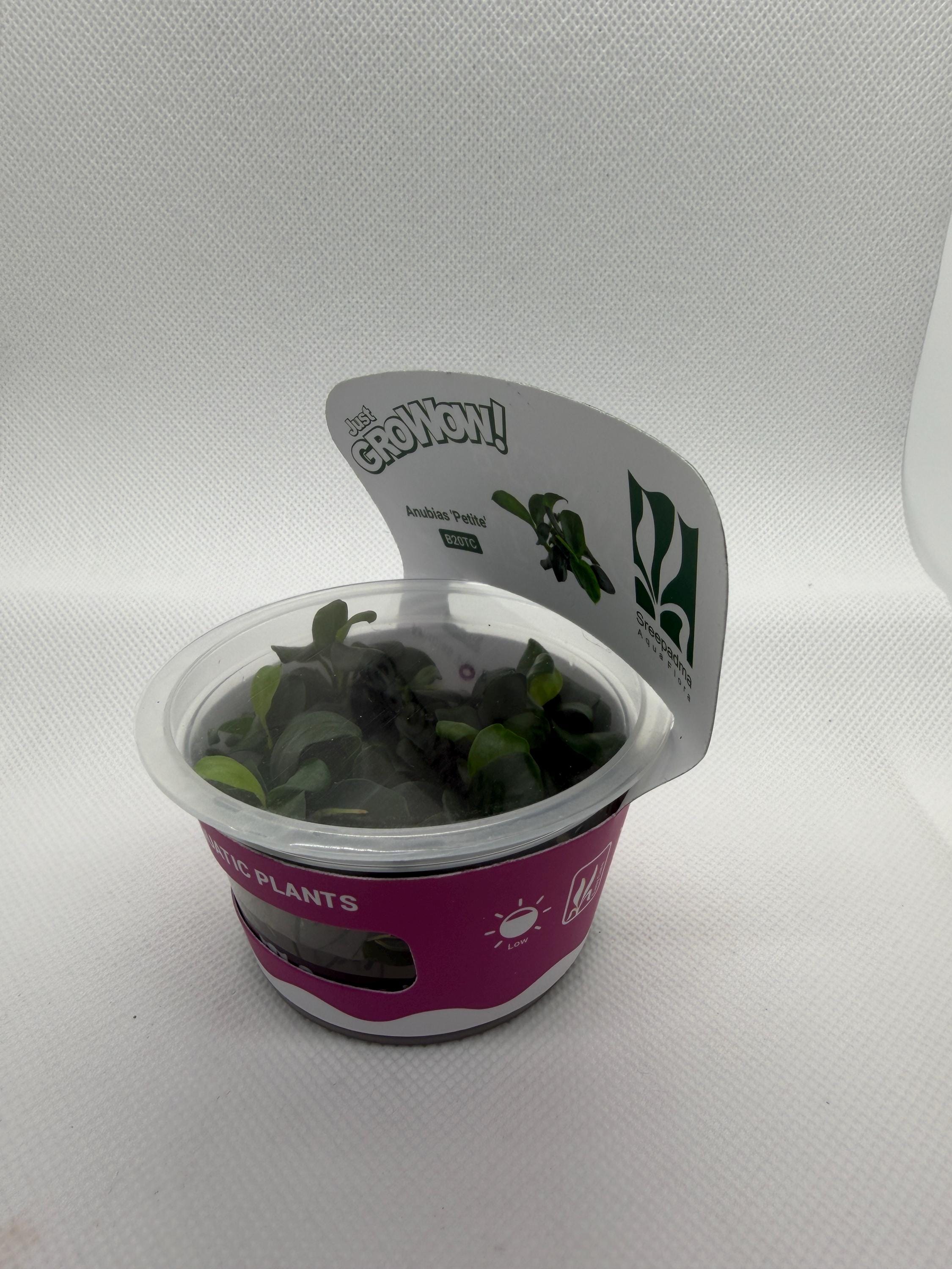 Anubias Barteri 'Petite' | Sterile Tissue Culture Aquarium Plant