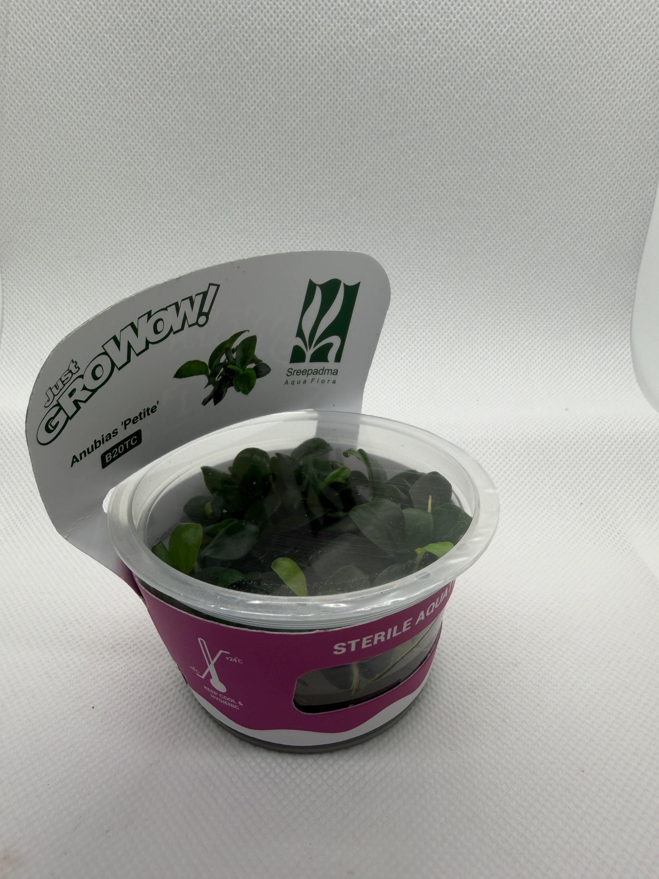 Anubias Barteri 'Petite' | Sterile Tissue Culture Aquarium Plant