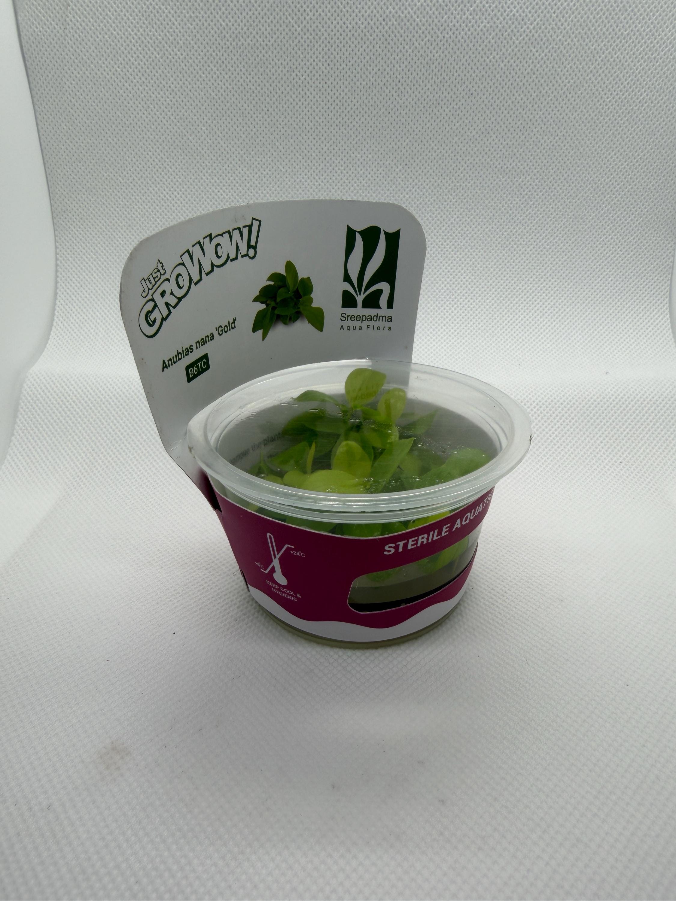 Anubias barteri var. Nana gold – Tissue Culture Aquarium Plant | Mid | Live Aquascape Cup | MoarPlants