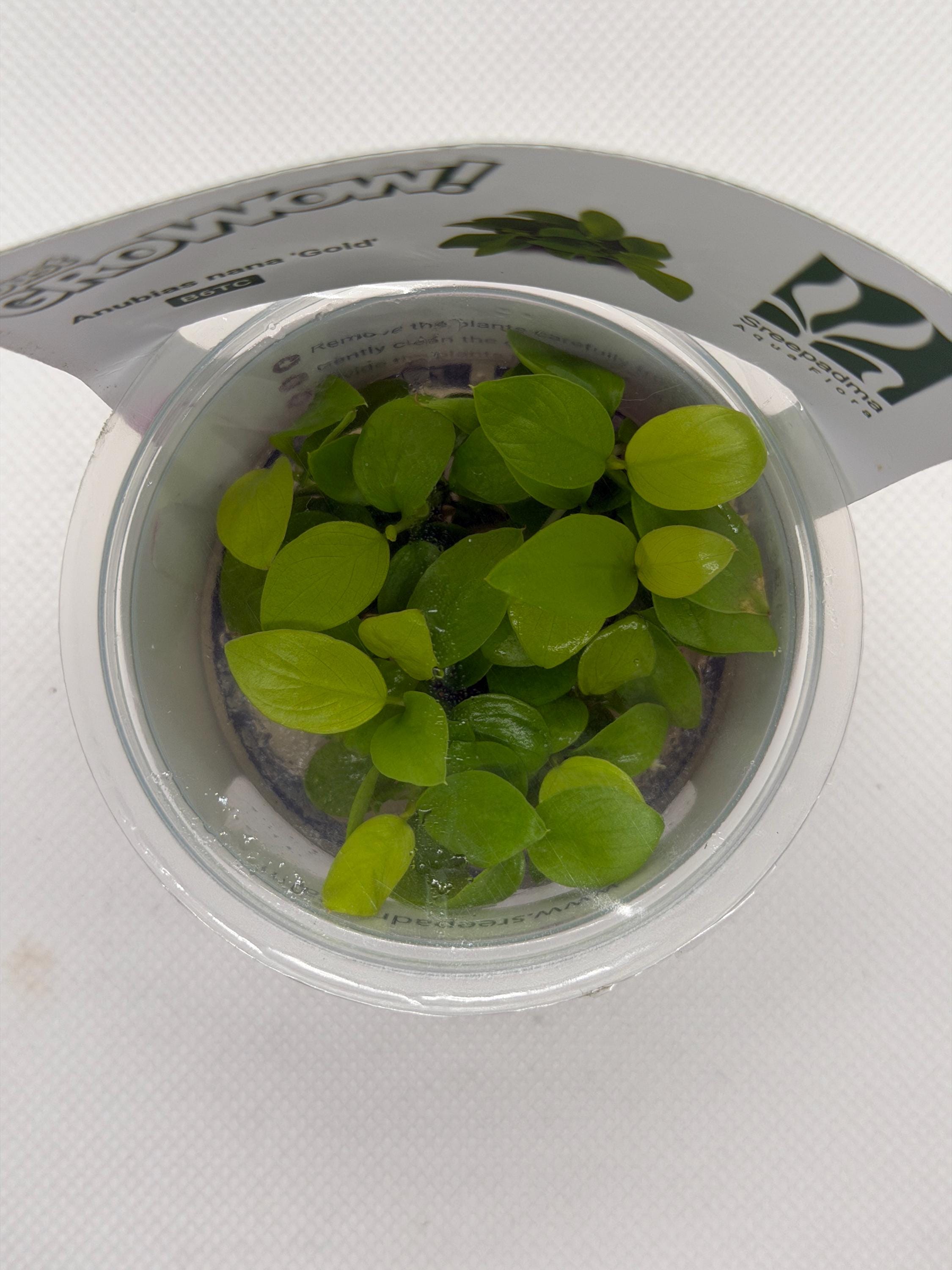 Anubias barteri var. Nana gold – Tissue Culture Aquarium Plant | Mid | Live Aquascape Cup | MoarPlants