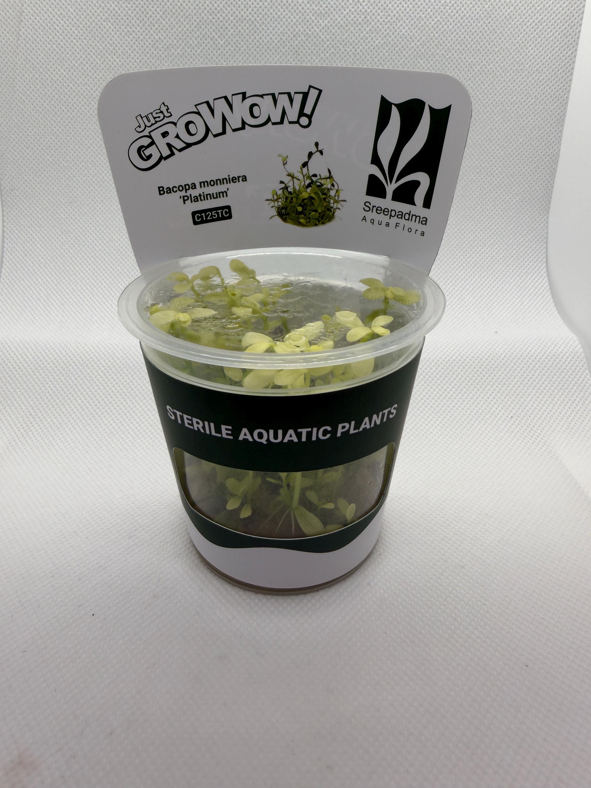 Bacopa monnieri 'Platinum' – Tissue Culture Aquarium Plant | Background (stem) | Live Aquascape Cup | MoarPlants