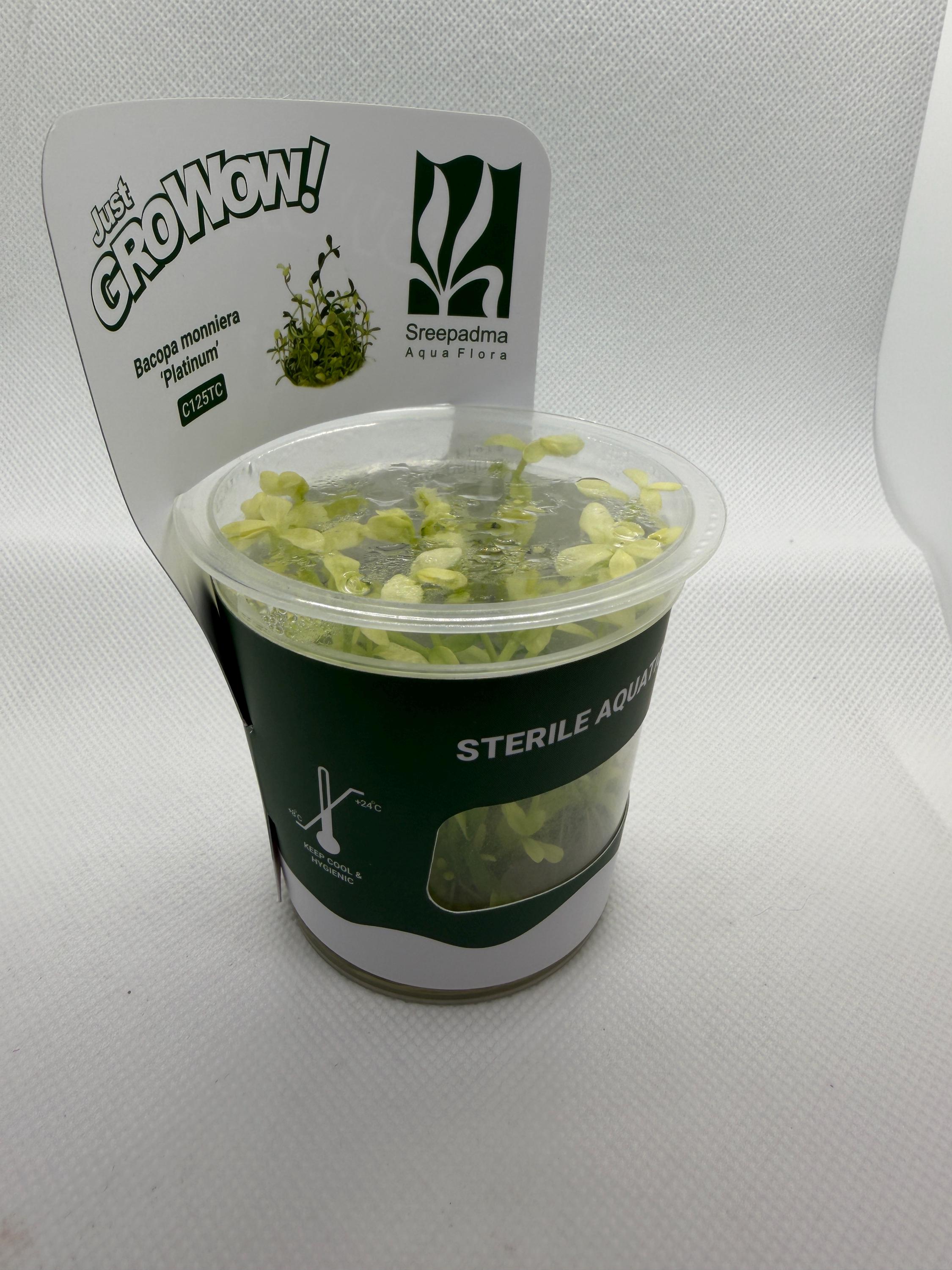 Bacopa monnieri 'Platinum' – Tissue Culture Aquarium Plant | Background (stem) | Live Aquascape Cup | MoarPlants