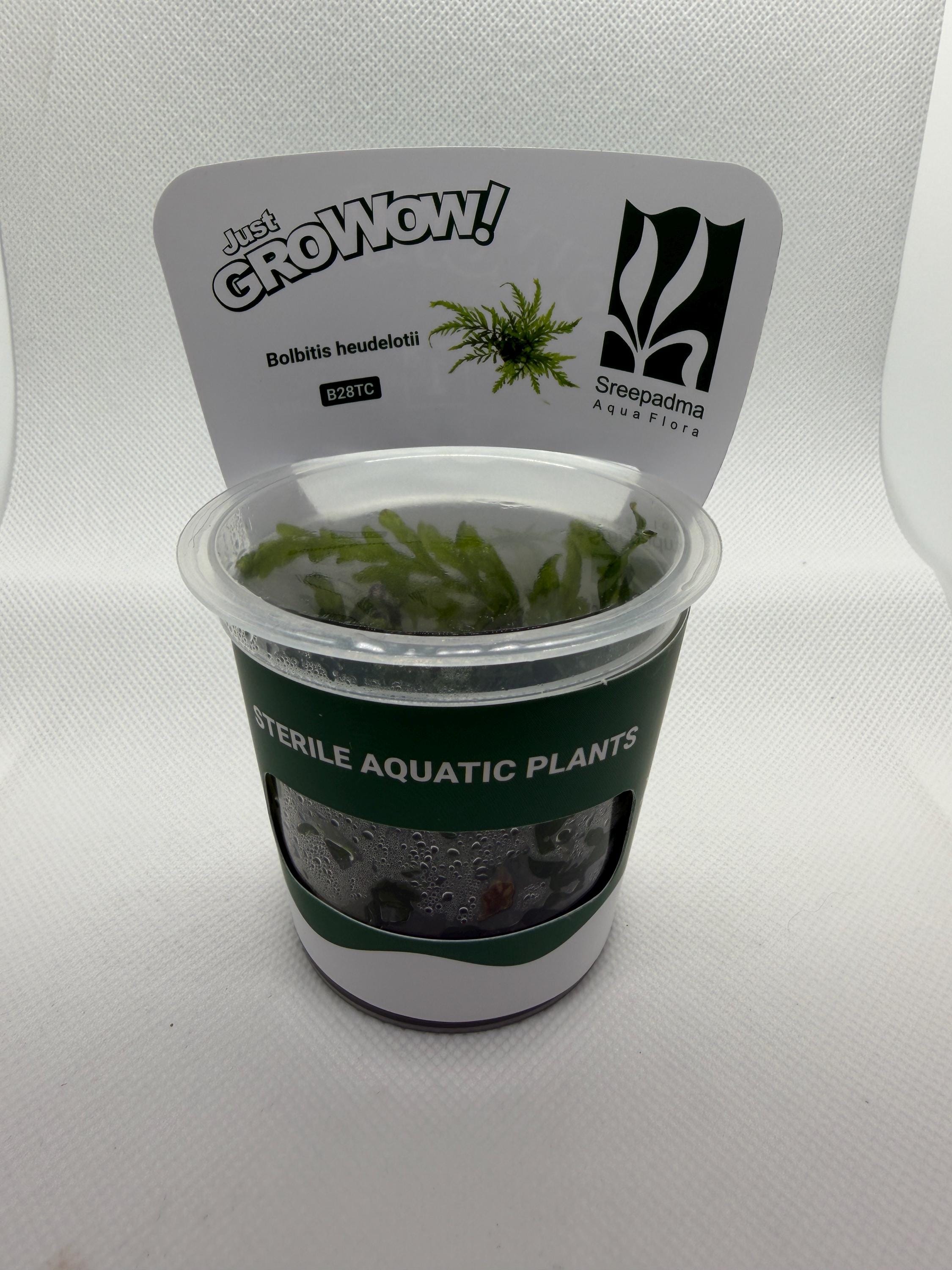 Bolbitis heudelotii – Tissue Culture Aquarium Plant | Mid | Live Aquascape Cup | MoarPlants