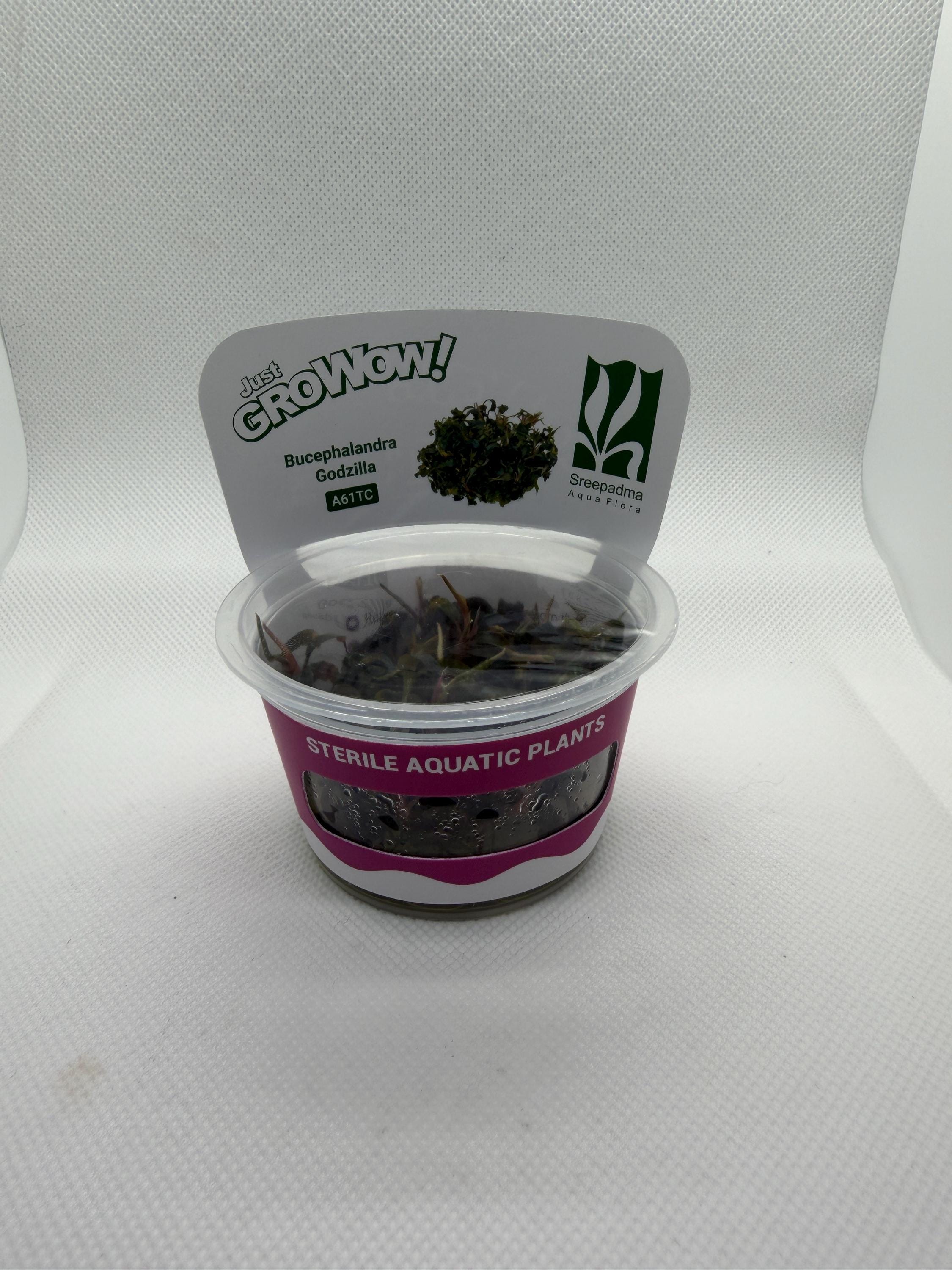 Bucephalandra 'Godzilla' – Tissue Culture Aquarium Plant | Mid | Live Aquascape Cup | MoarPlants