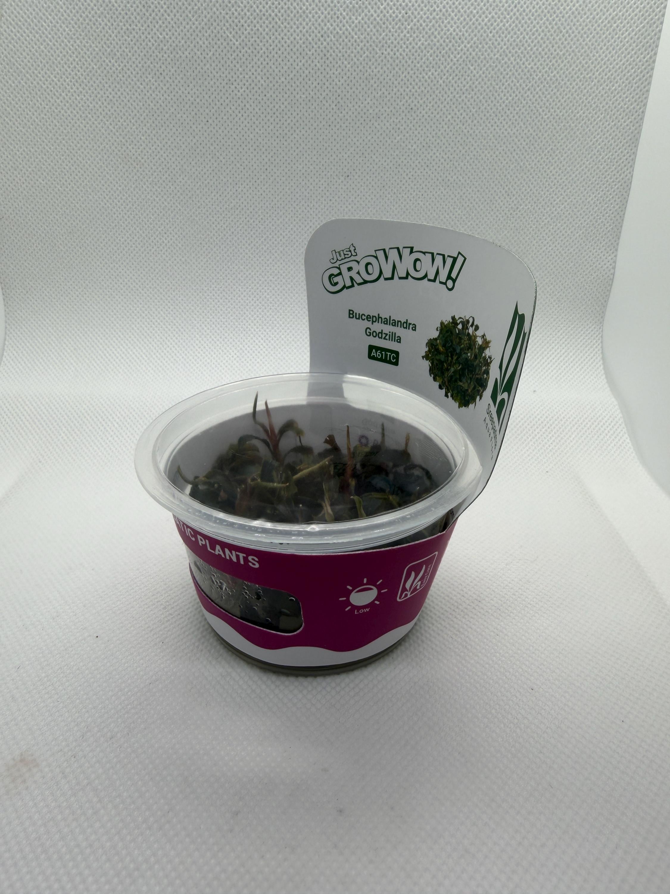 Bucephalandra 'Godzilla' – Tissue Culture Aquarium Plant | Mid | Live Aquascape Cup | MoarPlants