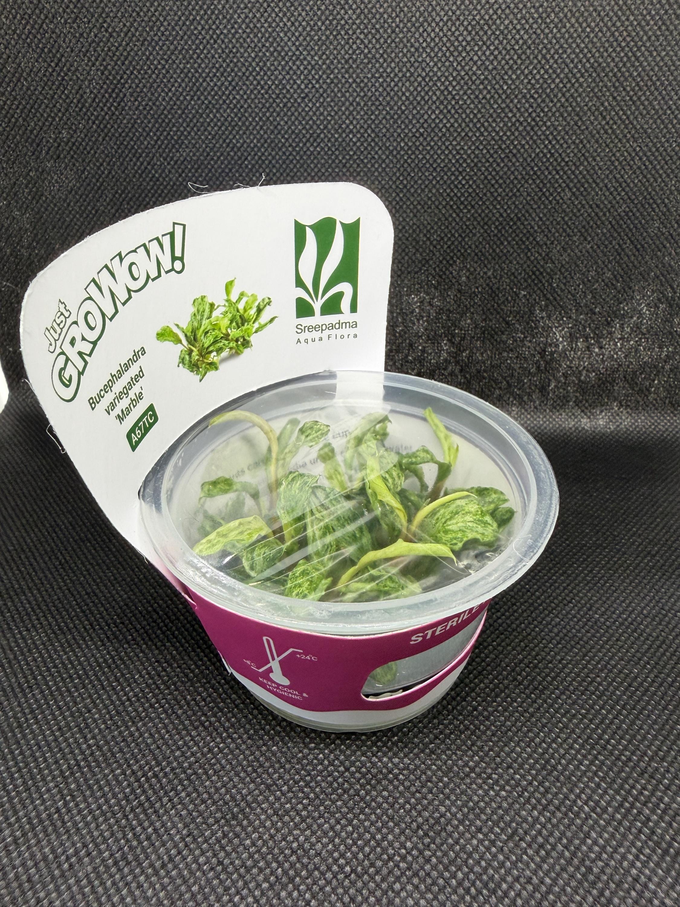 Bucephalandra 'Variegated marble' – Tissue Culture Aquarium Plant | Very Rare | Mid | Live Aquascape Cup | MoarPlants