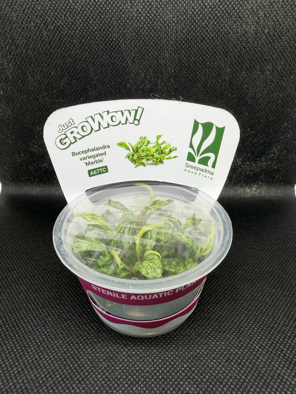 Bucephalandra 'Variegated marble' – Tissue Culture Aquarium Plant | Very Rare | Mid | Live Aquascape Cup | MoarPlants