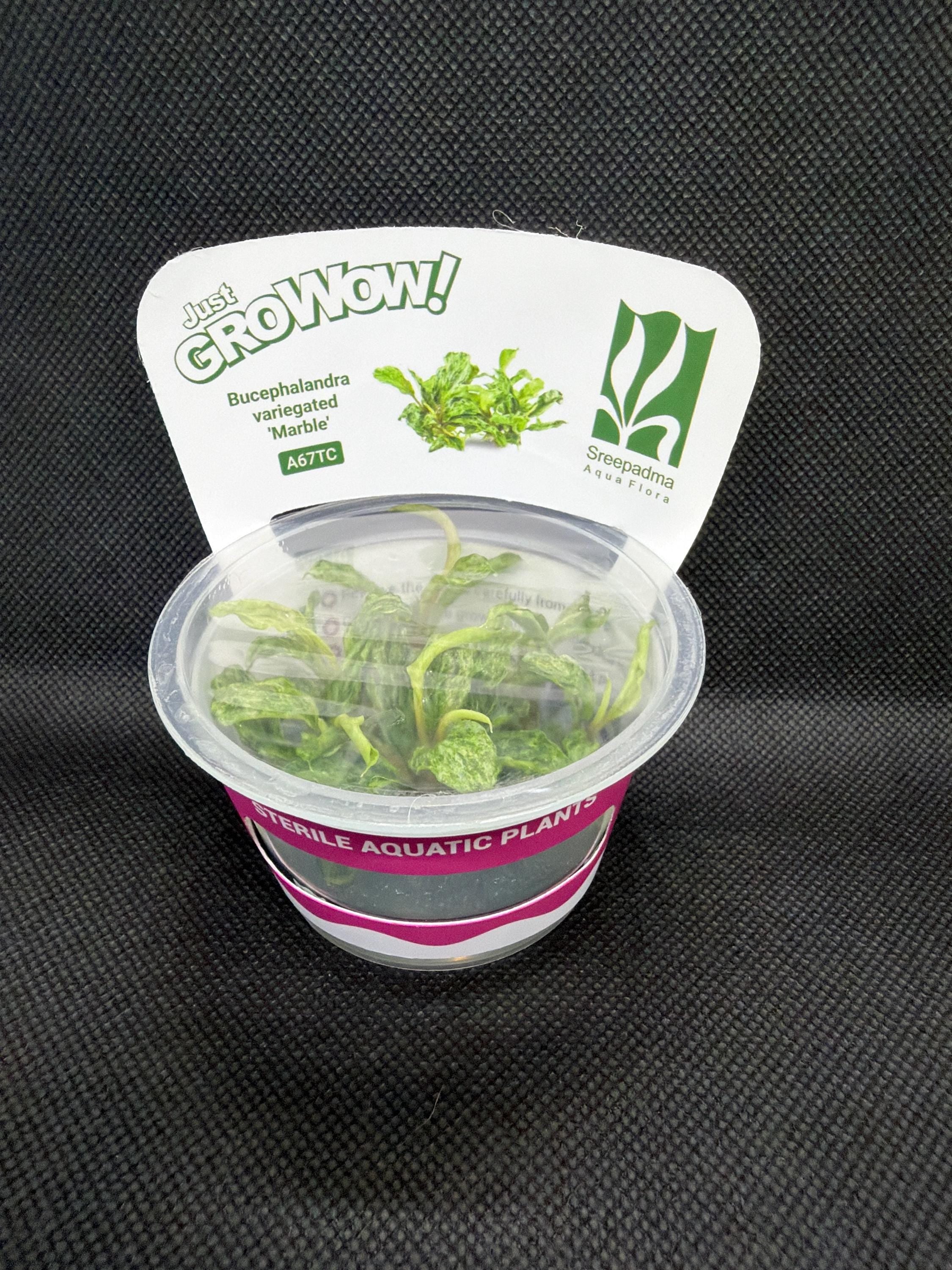 Bucephalandra 'Variegated marble' – Tissue Culture Aquarium Plant | Very Rare | Mid | Live Aquascape Cup | MoarPlants