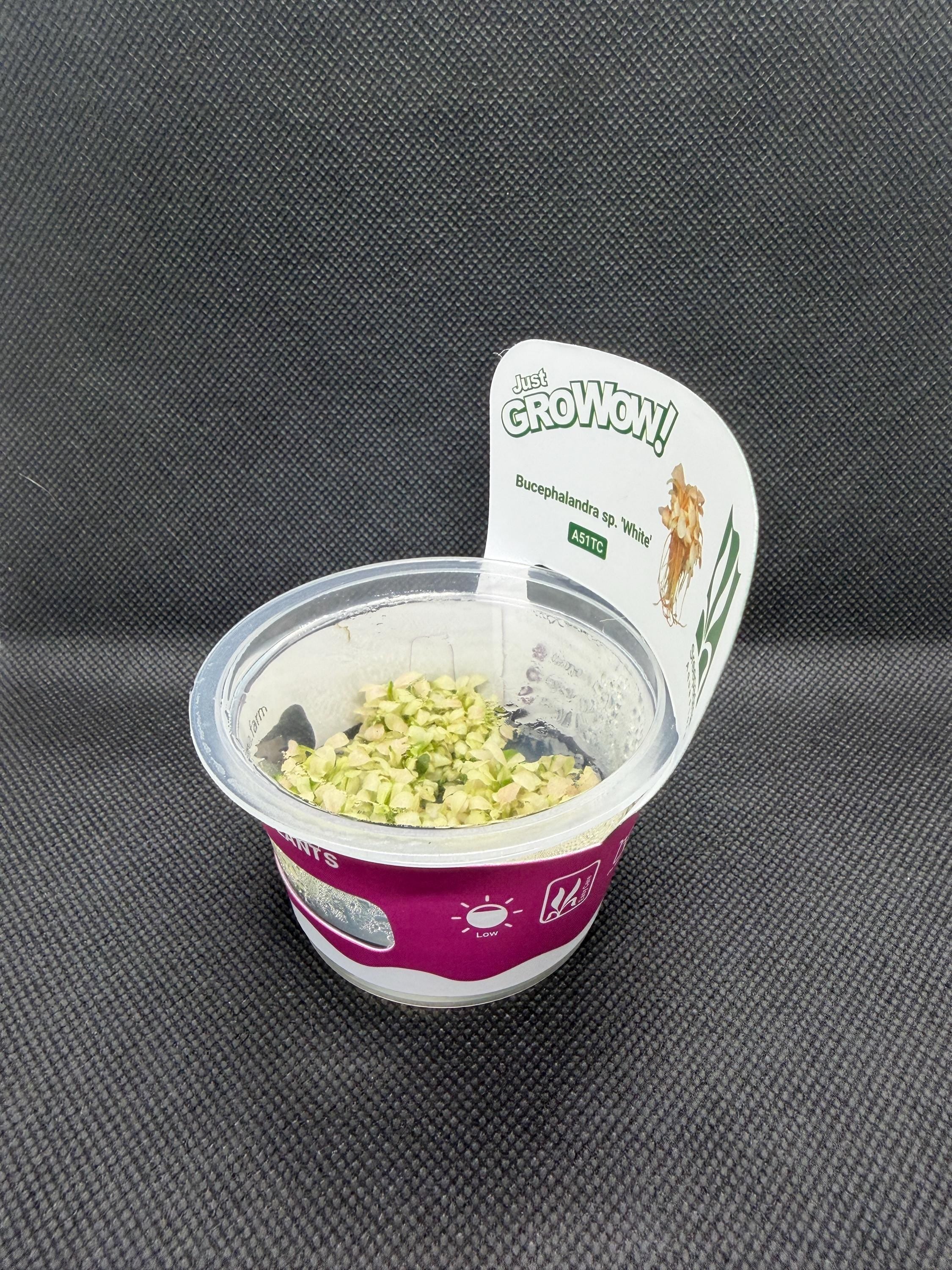 Bucephalandra sp. 'White' – Tissue Culture Aquarium Plant | Rare | Mid | Live Aquascape Cup | MoarPlants