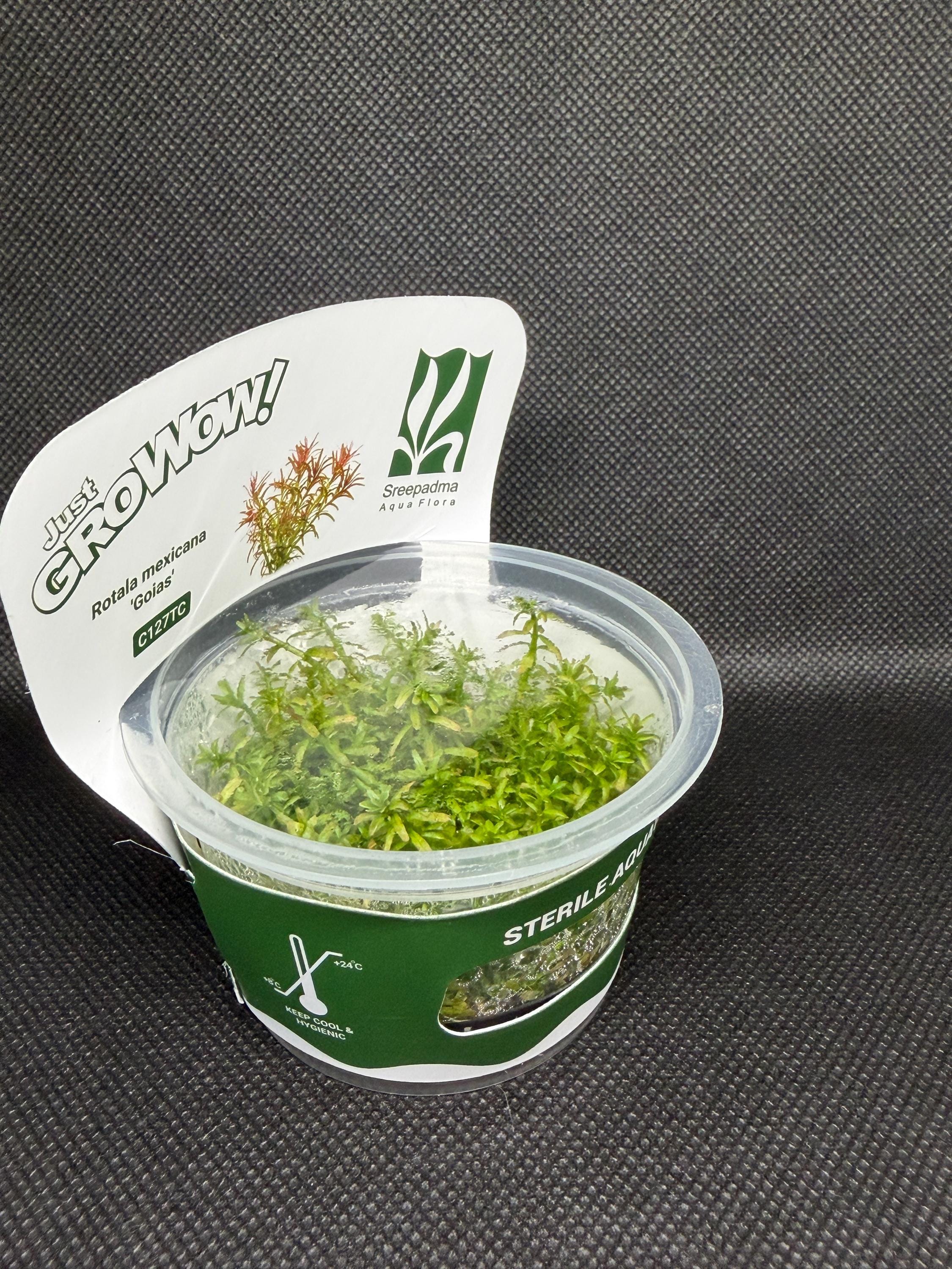 Rotala mexicana 'Goias' – Tissue Culture Aquarium Plant | Background (stem) | Live Aquascape Cup | MoarPlants